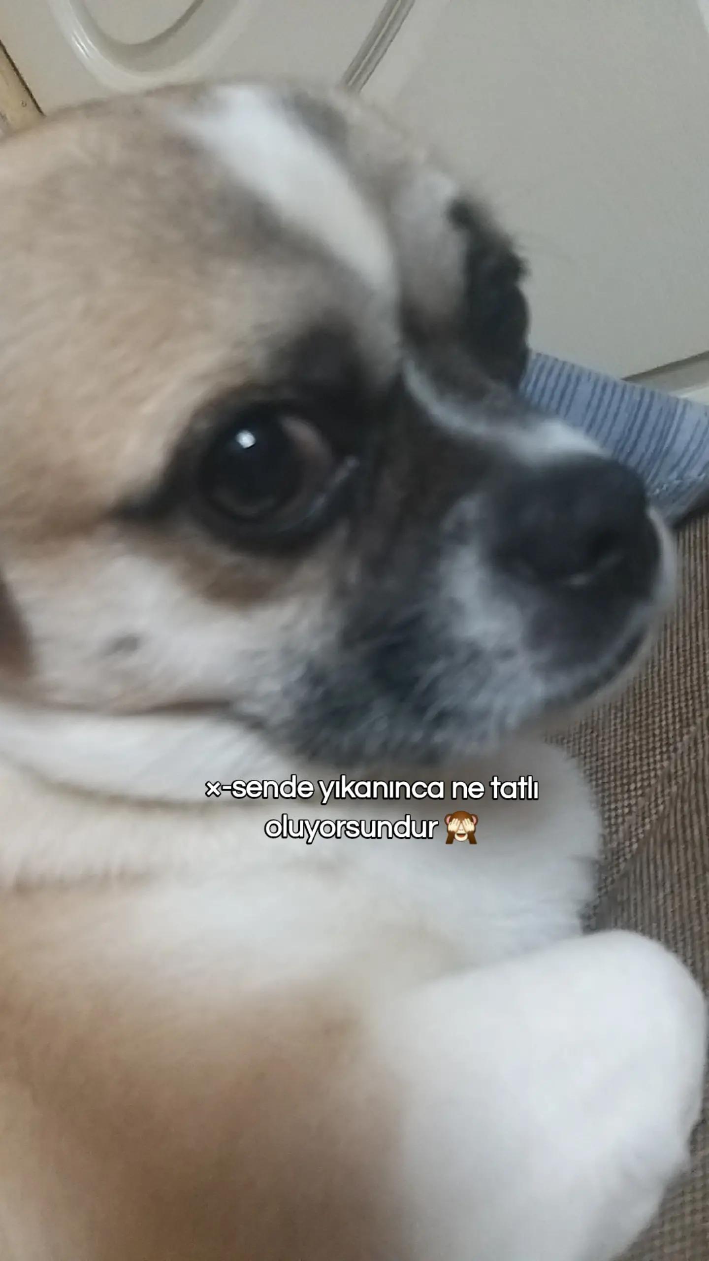 @Ş𝓪𝓷𝓼.𝓸𝓷𝓵𝓲𝓷𝓮🐶