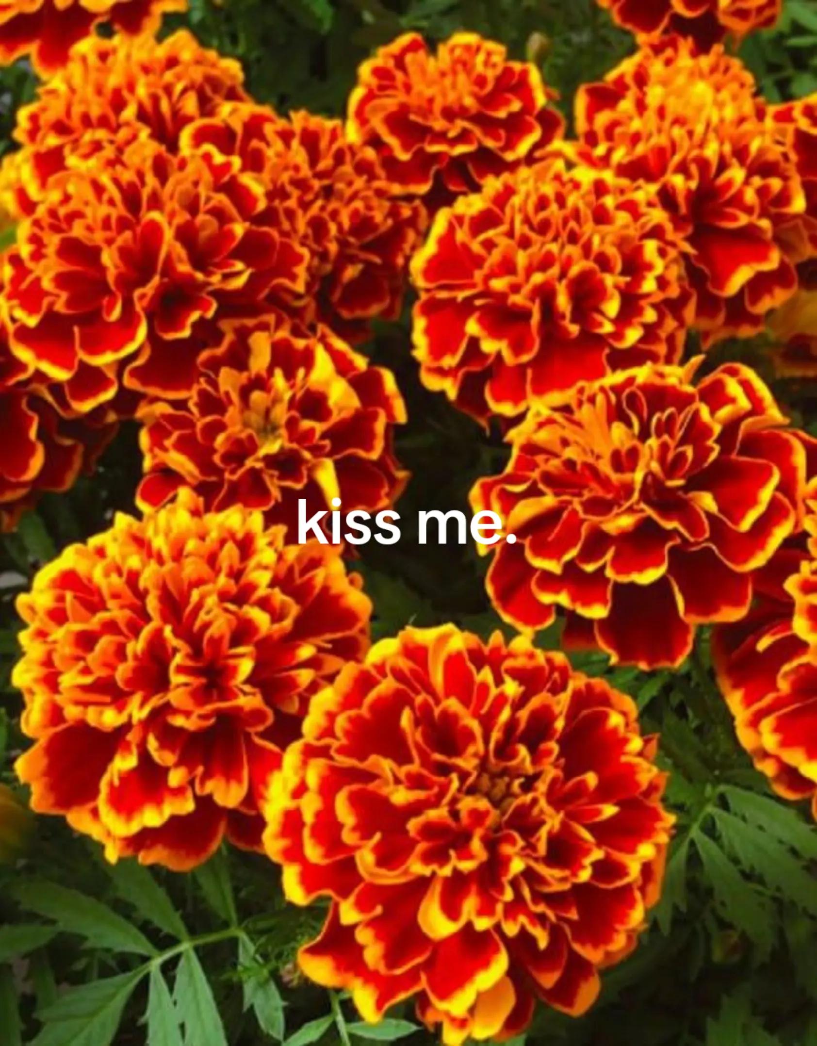 @marigold._.enjoyer