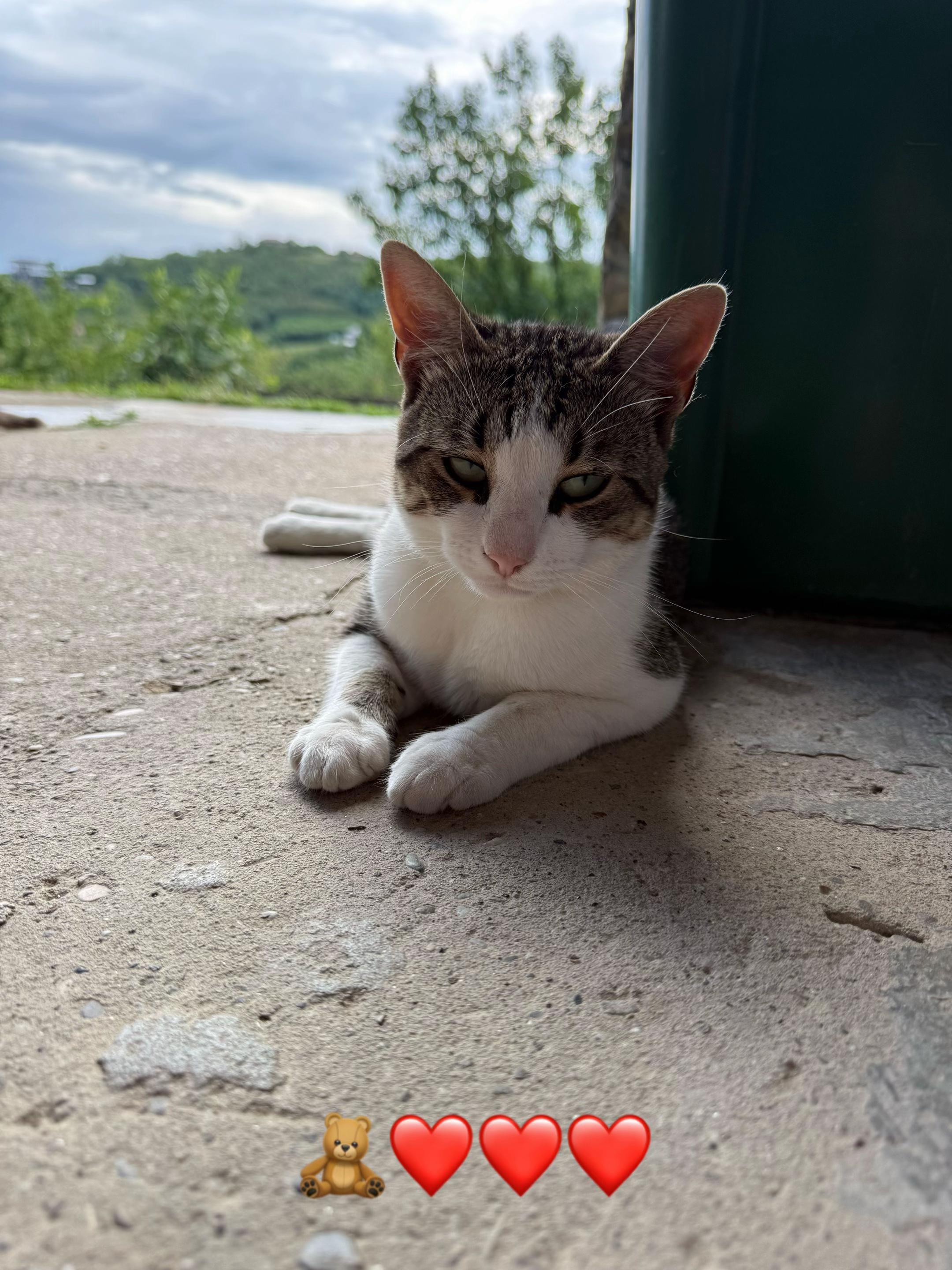 @Sladja🐱