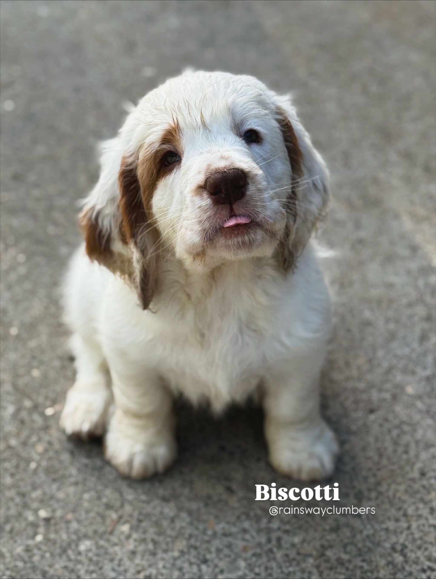 @Rainsway Clumber Spaniels