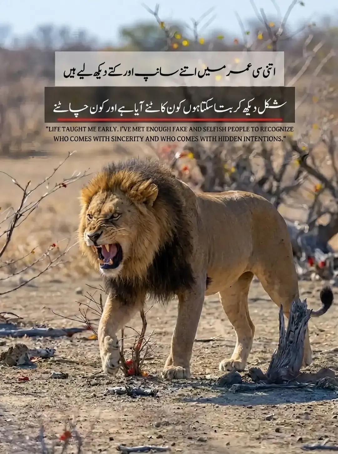 @👑⚜️✨ مظہر راجپوت ✨⚜️👑