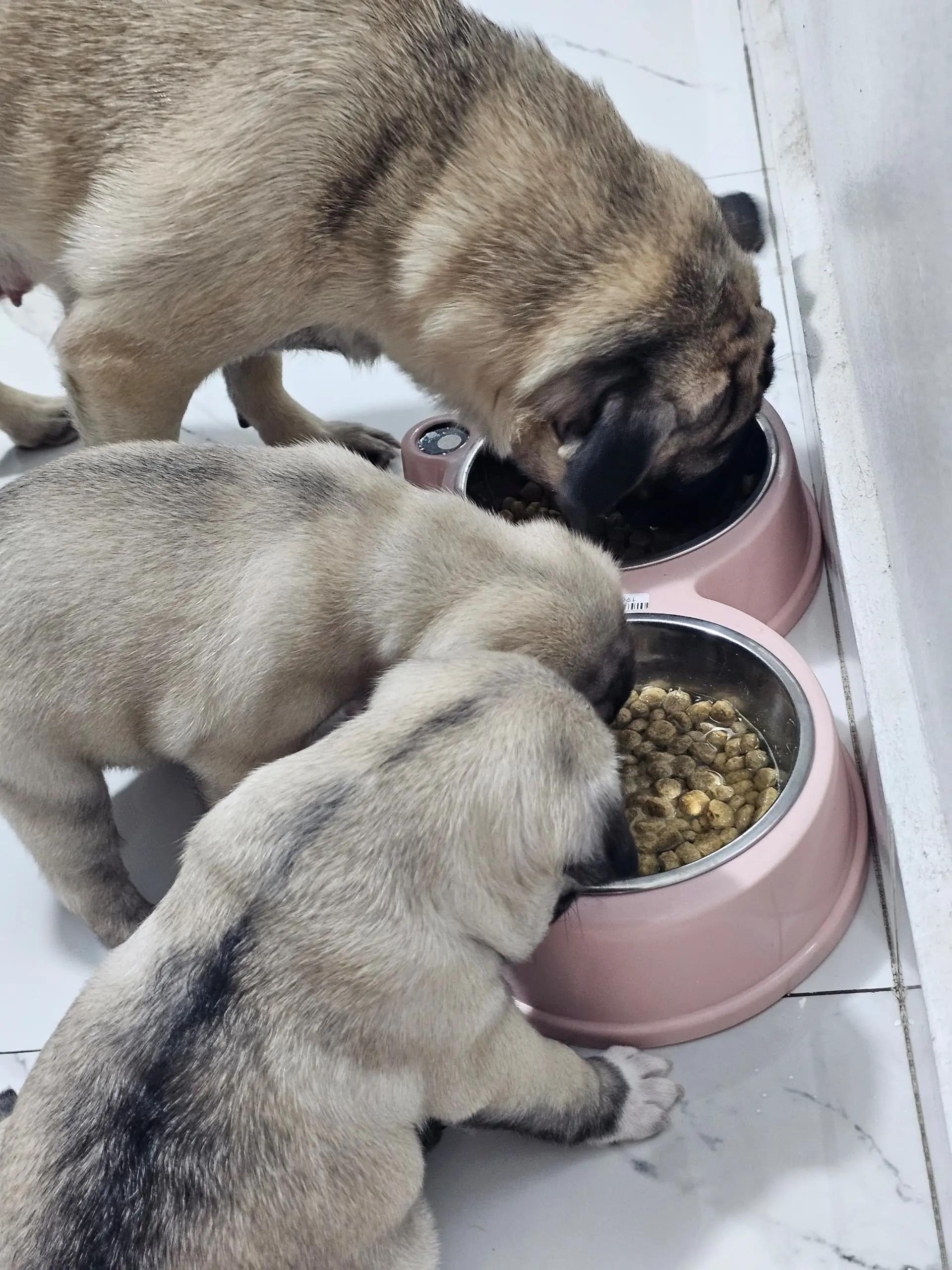 @Lizzylapug🐶🌸