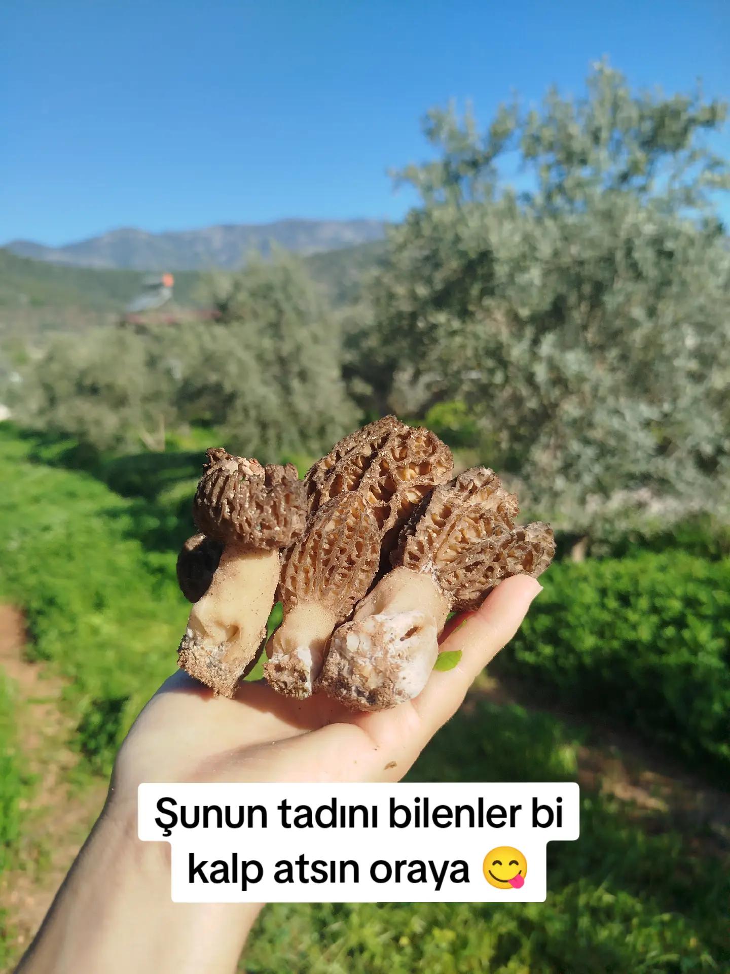 @𝐆ü𝐥𝐬ü𝐦