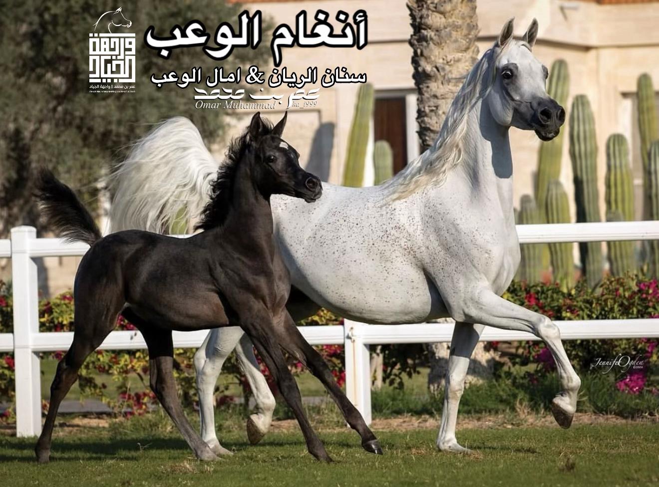 @عمر بن محمد | واجهة الجـياد🏅