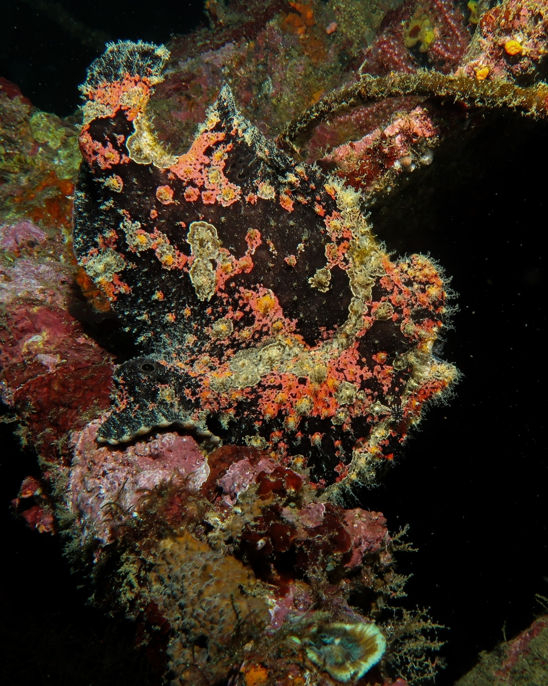 @Scuba Diving with Ara