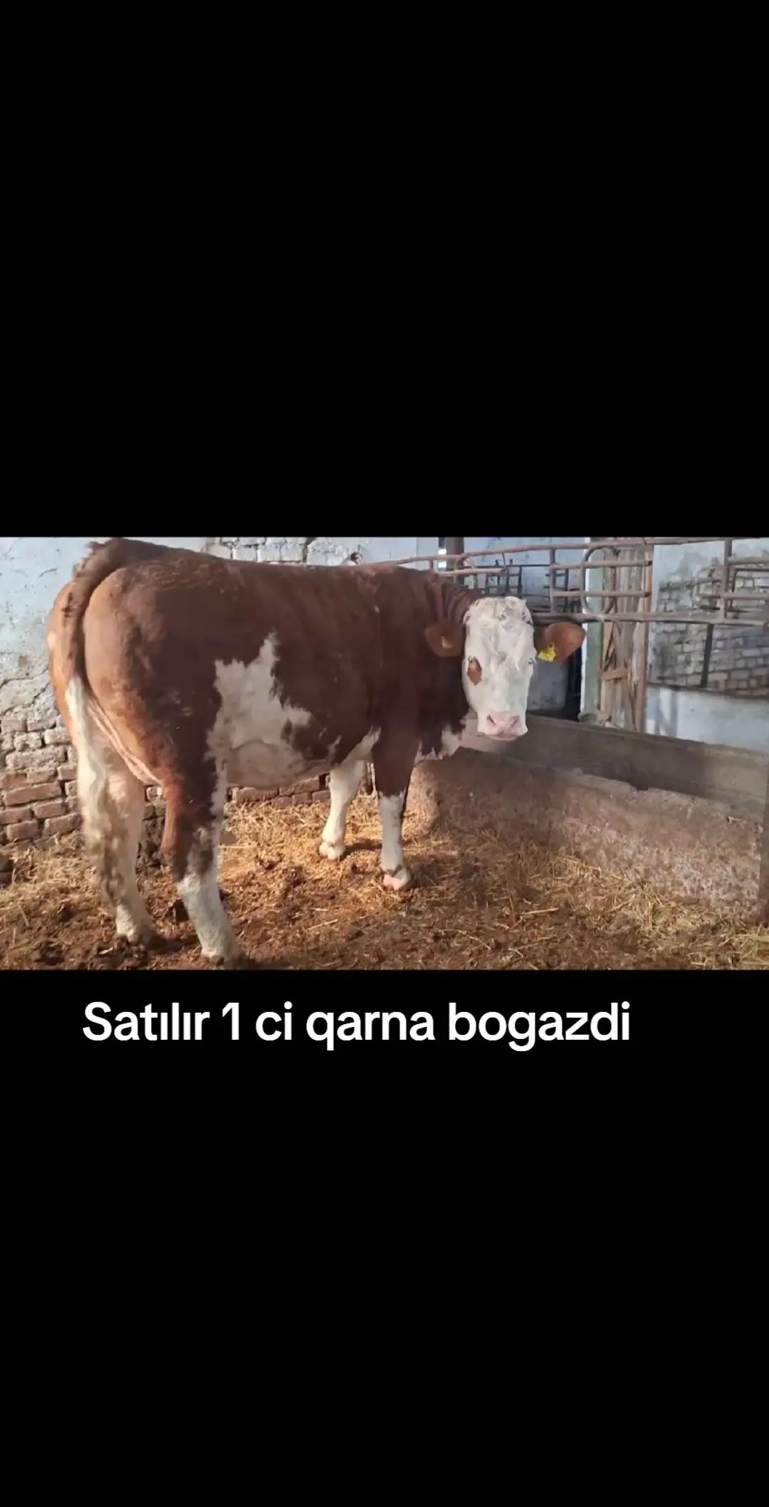 @Fermer qız 023