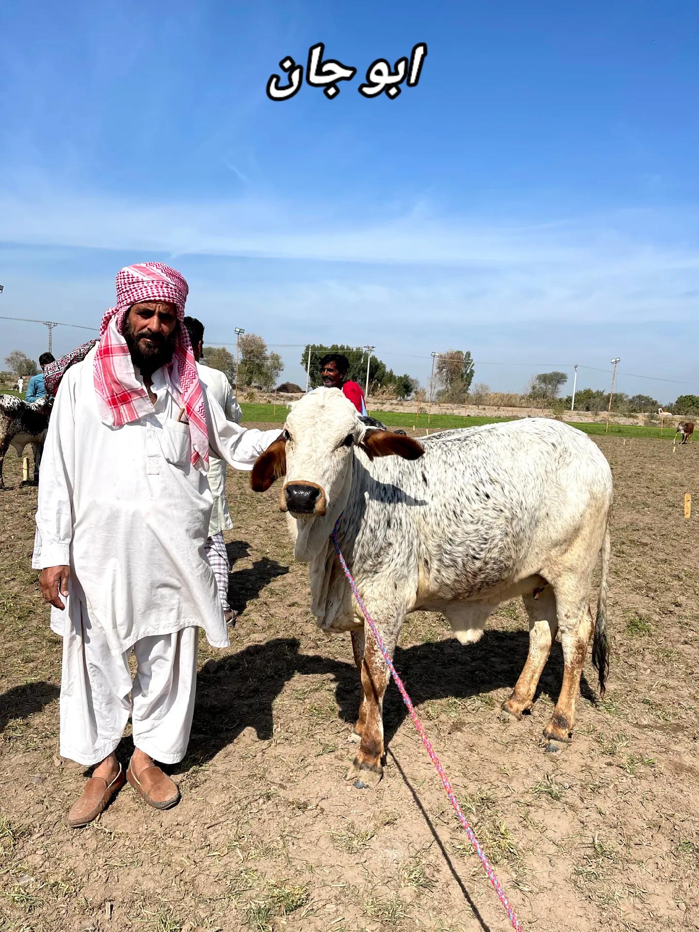 @Waqas Rohi wala