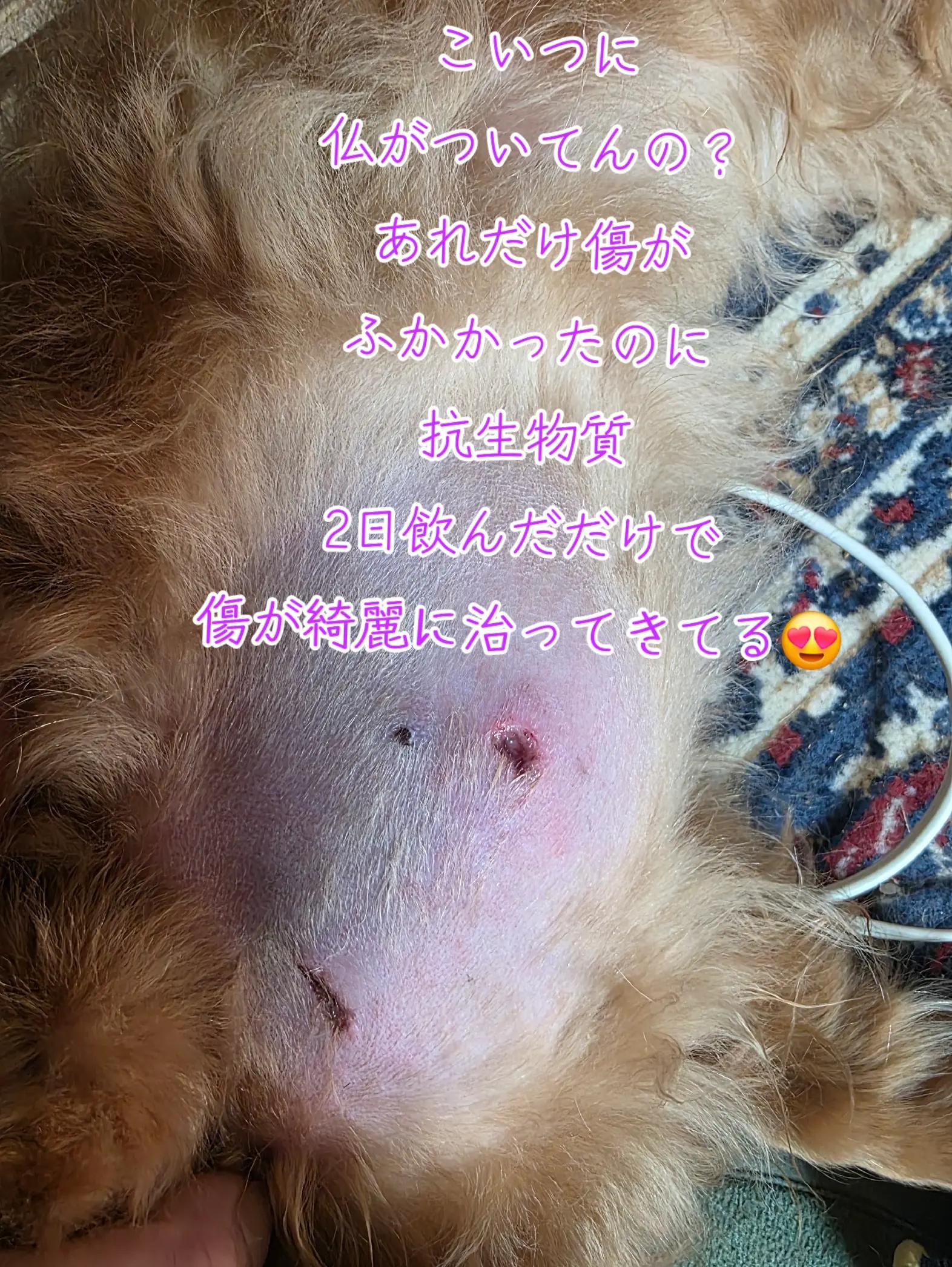 @✨️🌠サーファーダックス🌊🐶