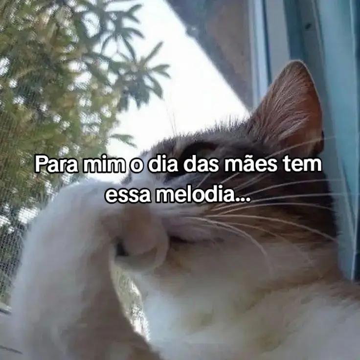 @Camarão 🦐