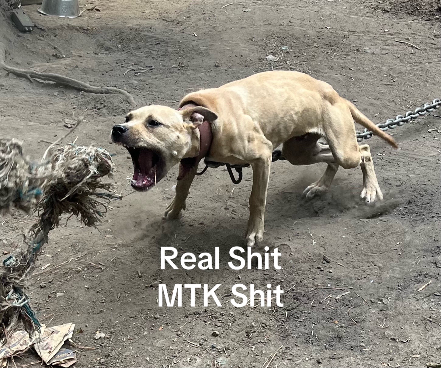 @MoneyTalkKennels