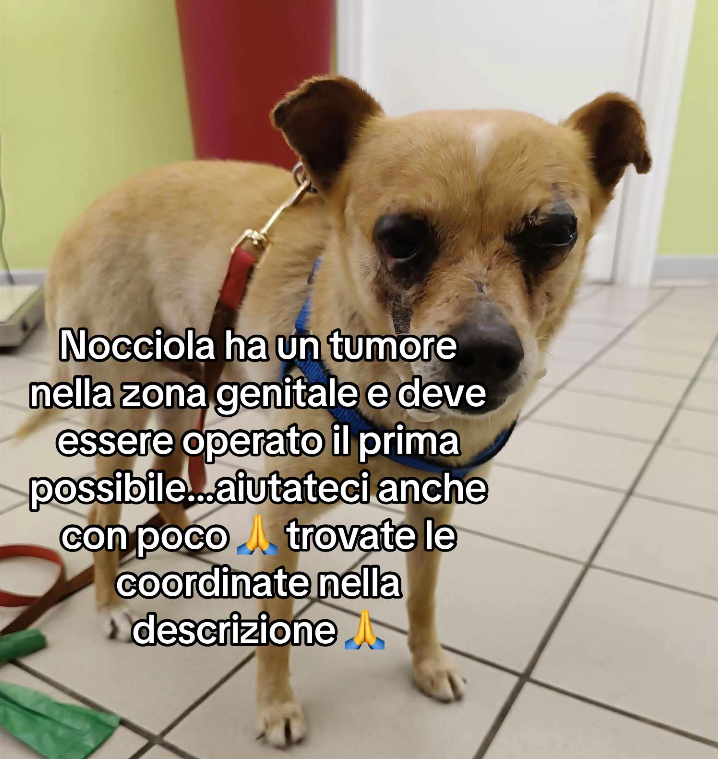 @Tanya Volontaria Animalista