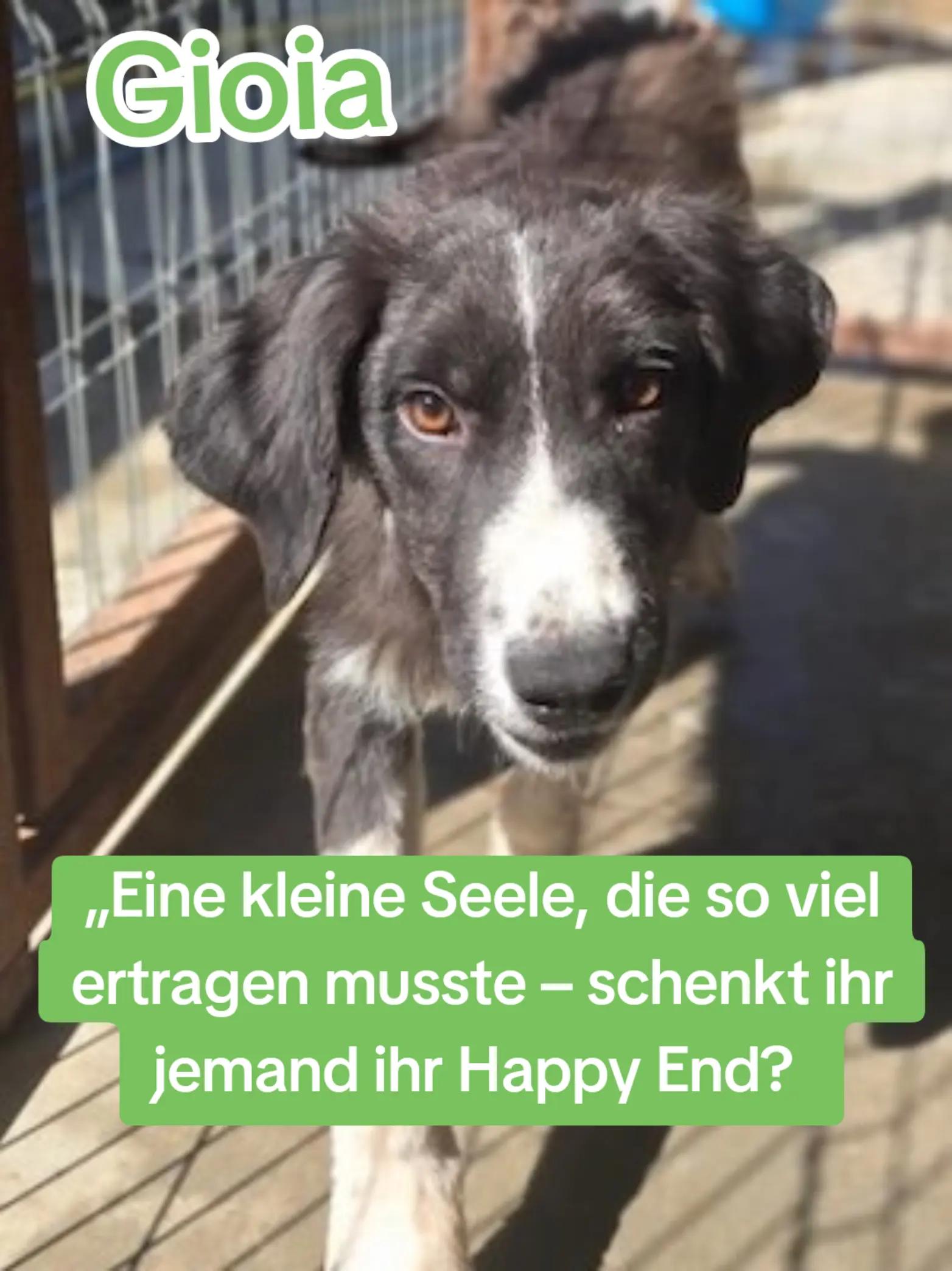 @Glücksfellchen Tierhilfe e.V.