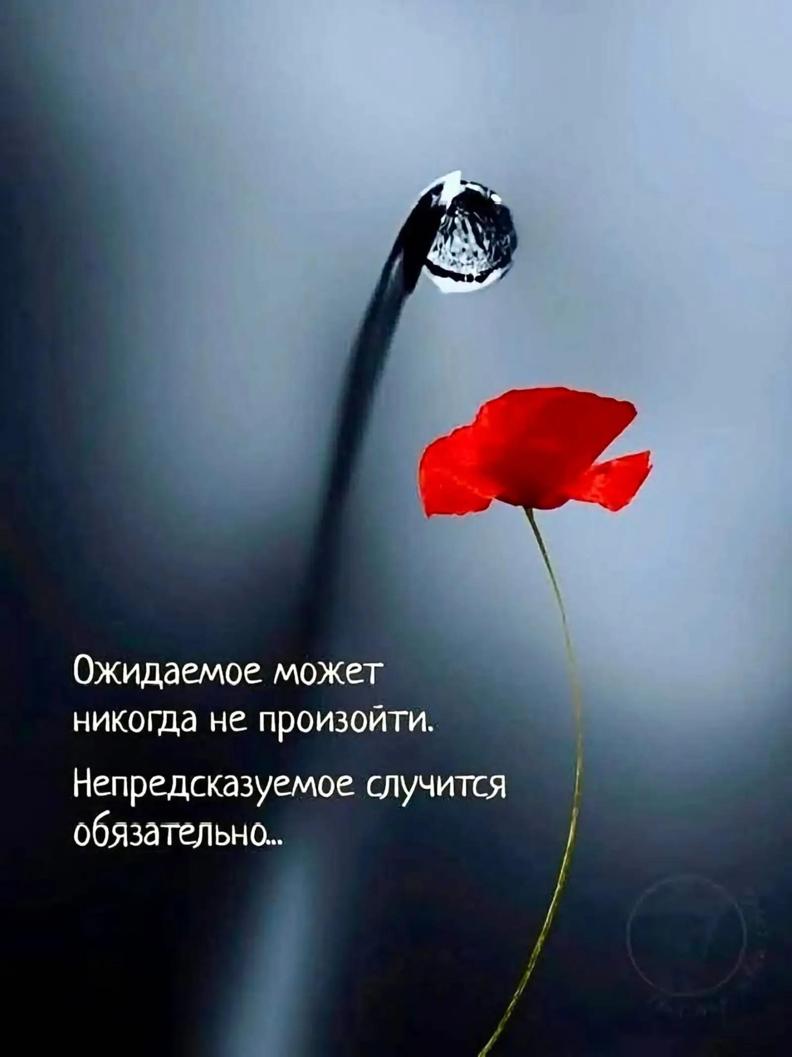 @Гуляша