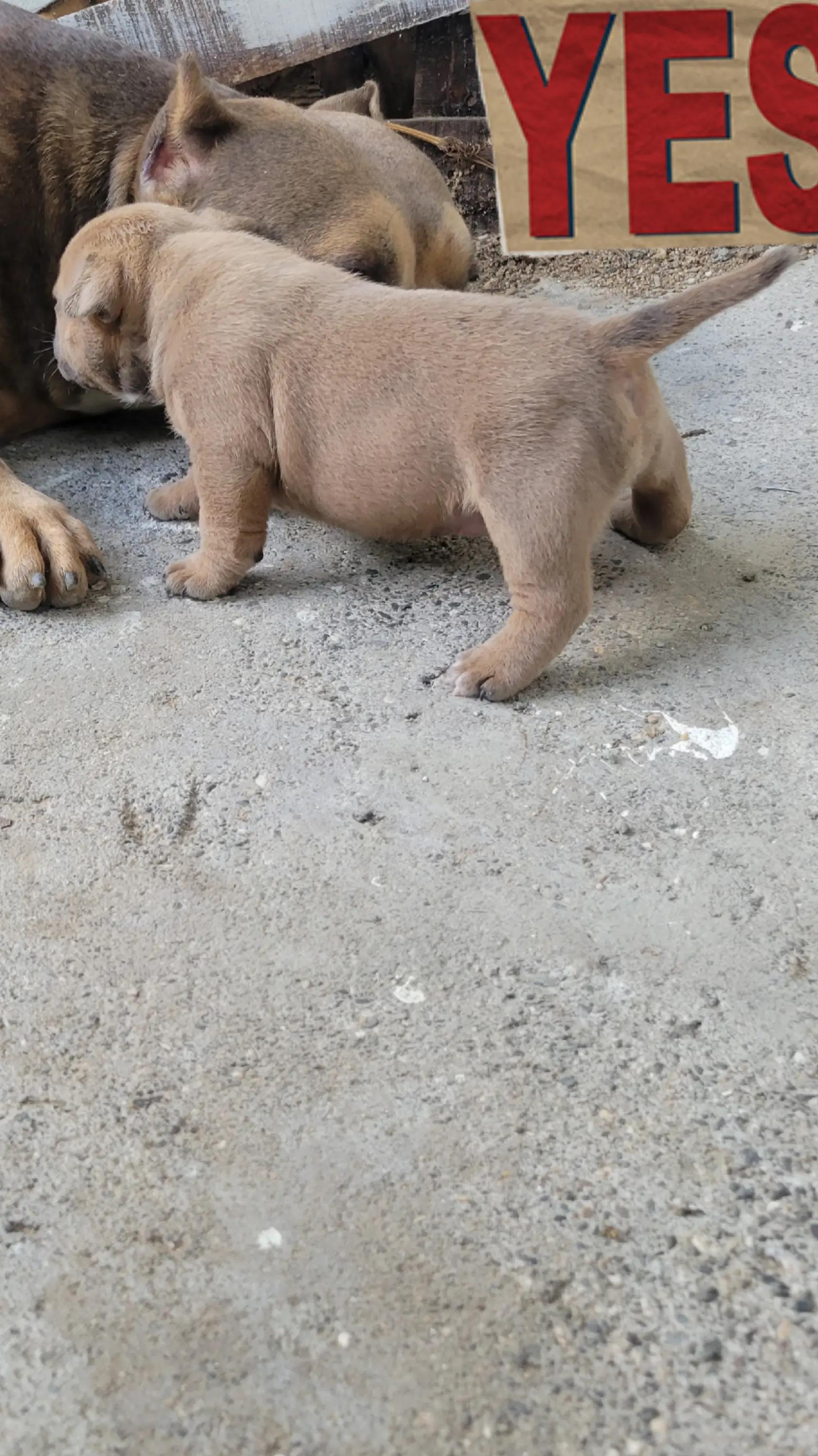 @machinesquad kennel