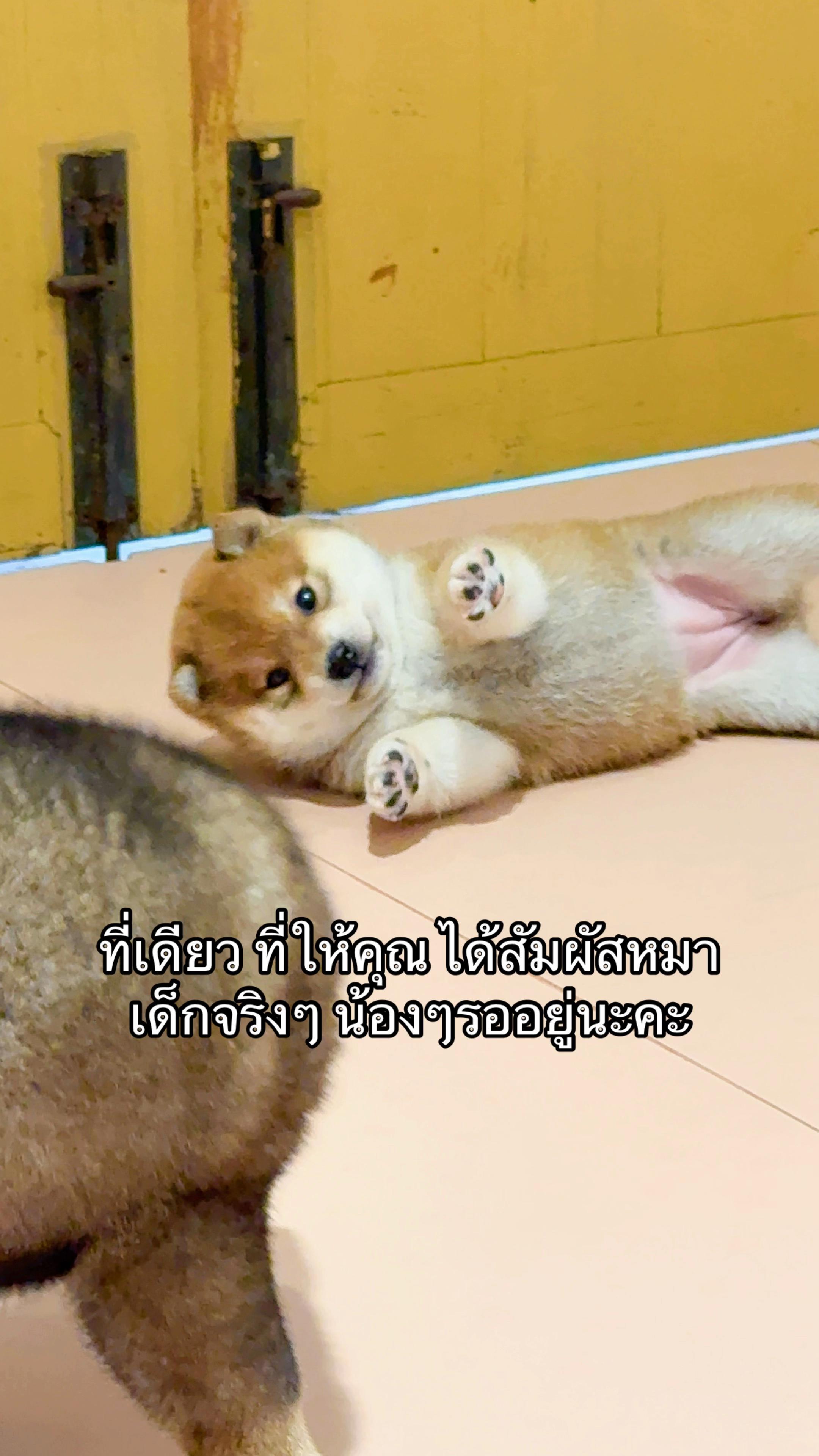 @Shibainu Story
