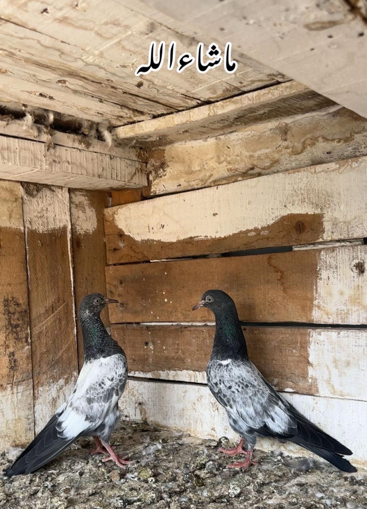 @Royal Birds 🕊️👑