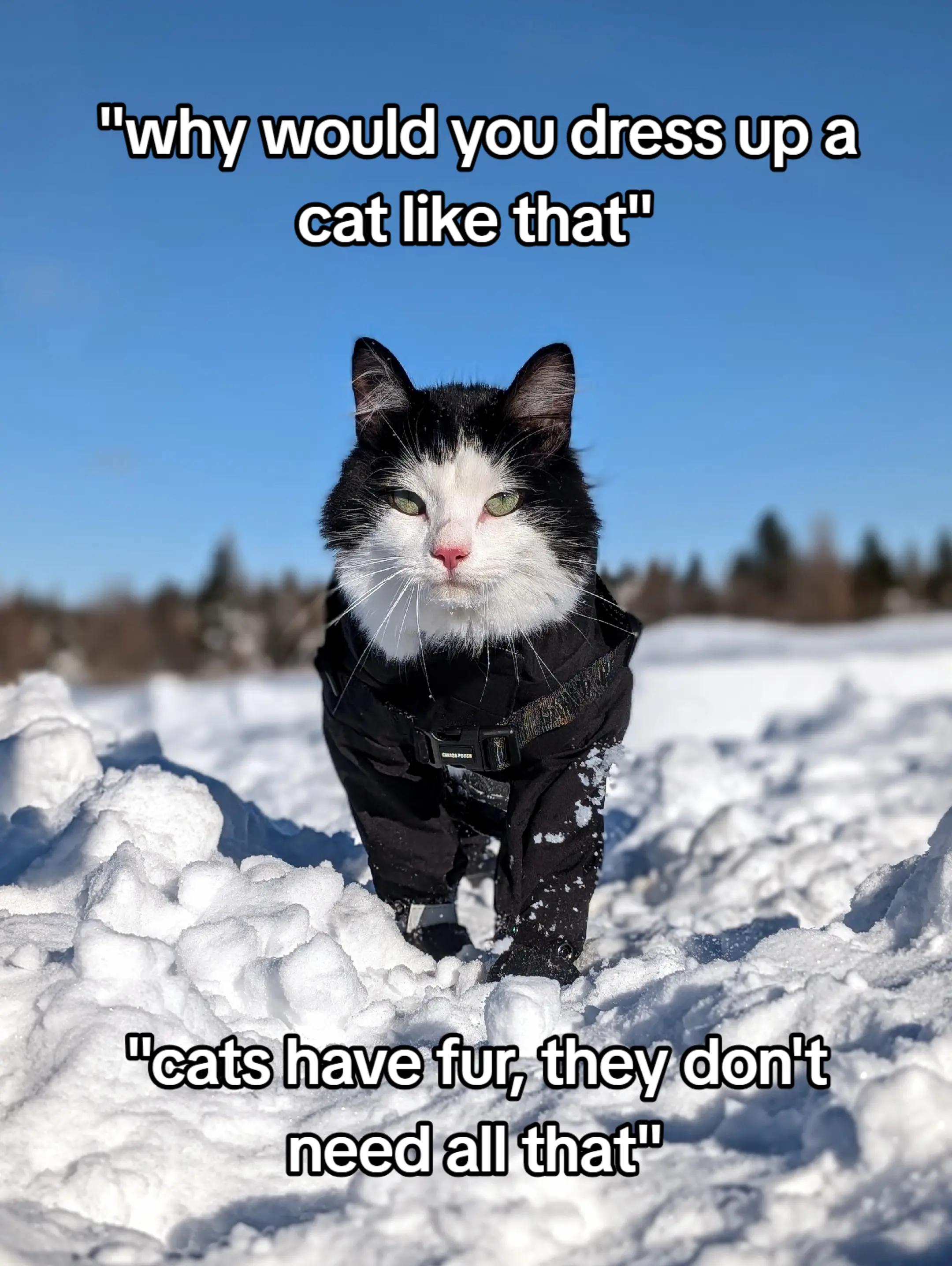 @Raw Fed Kitties 😻