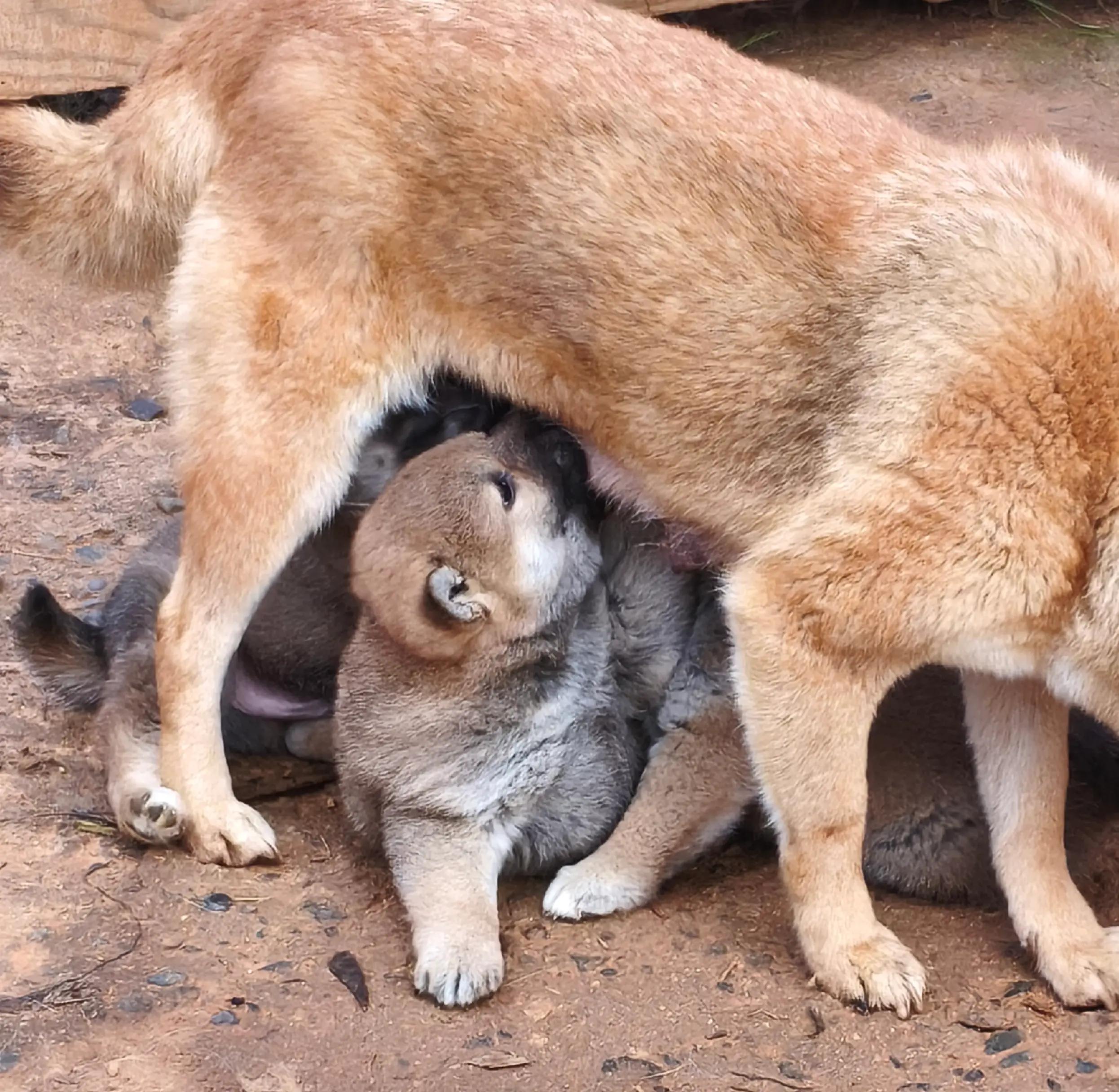 @Demona's Hellhounds Kennel