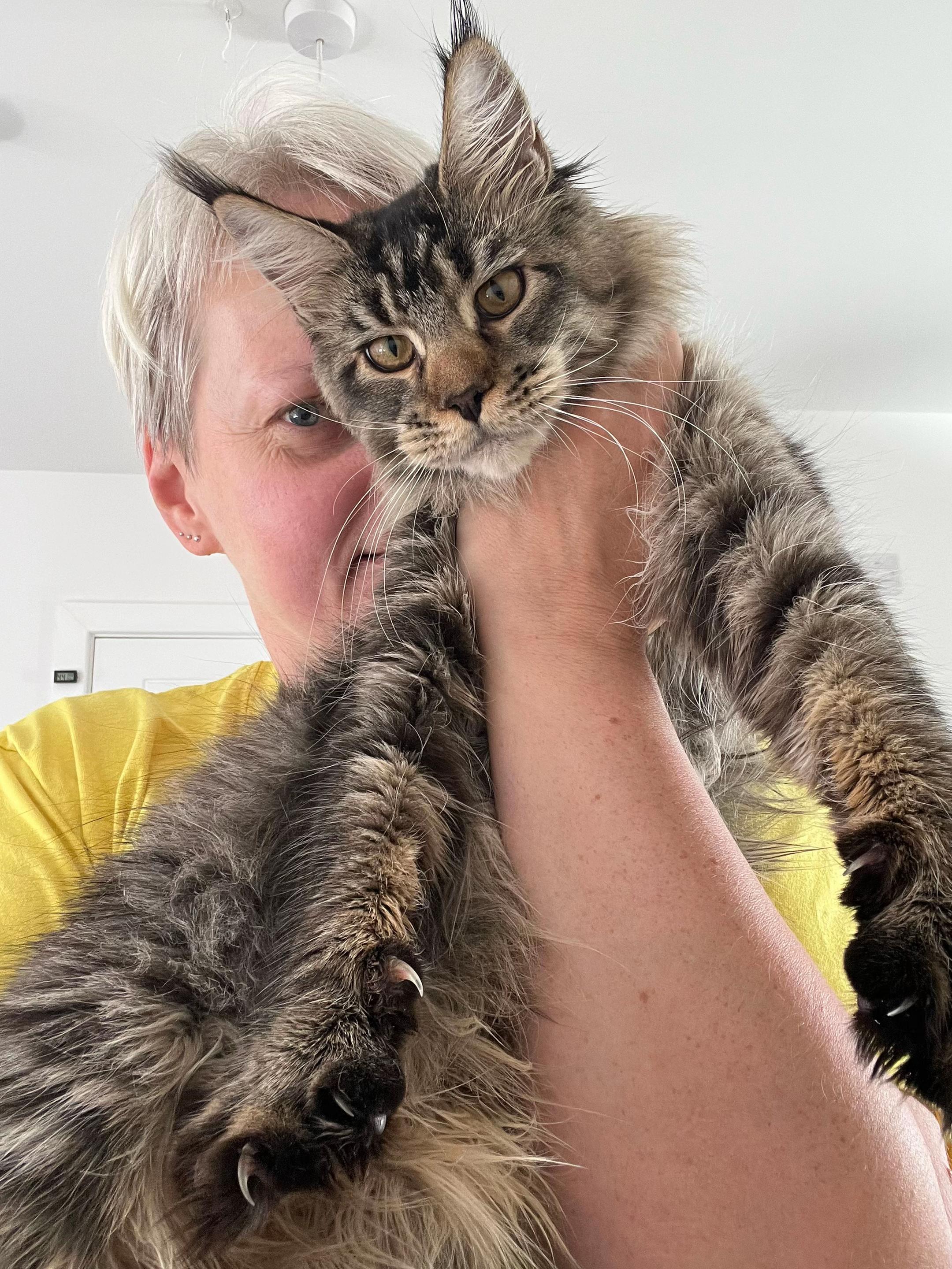 @Meercats MaineCoon