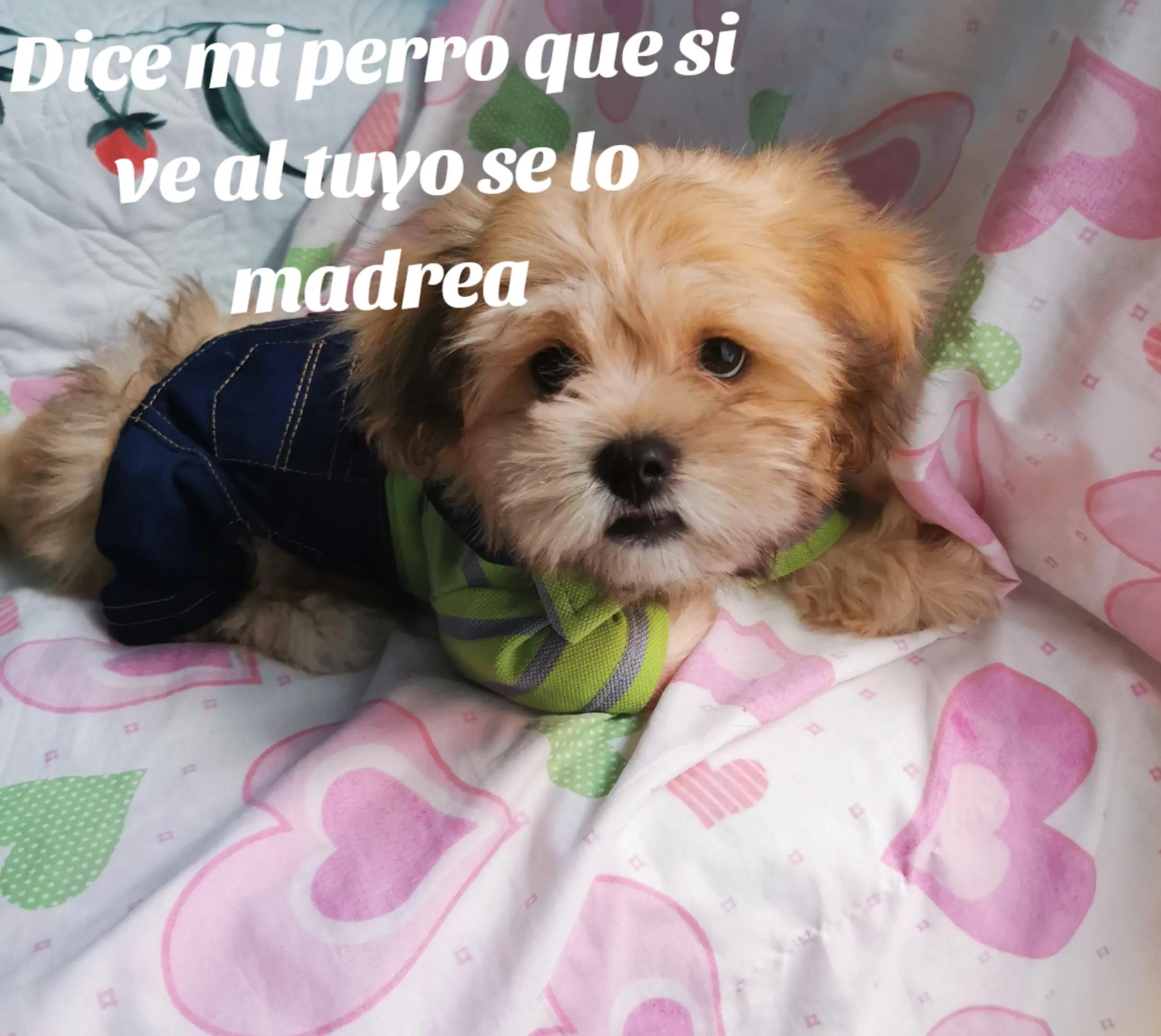 @paraqueveas👁️🐶