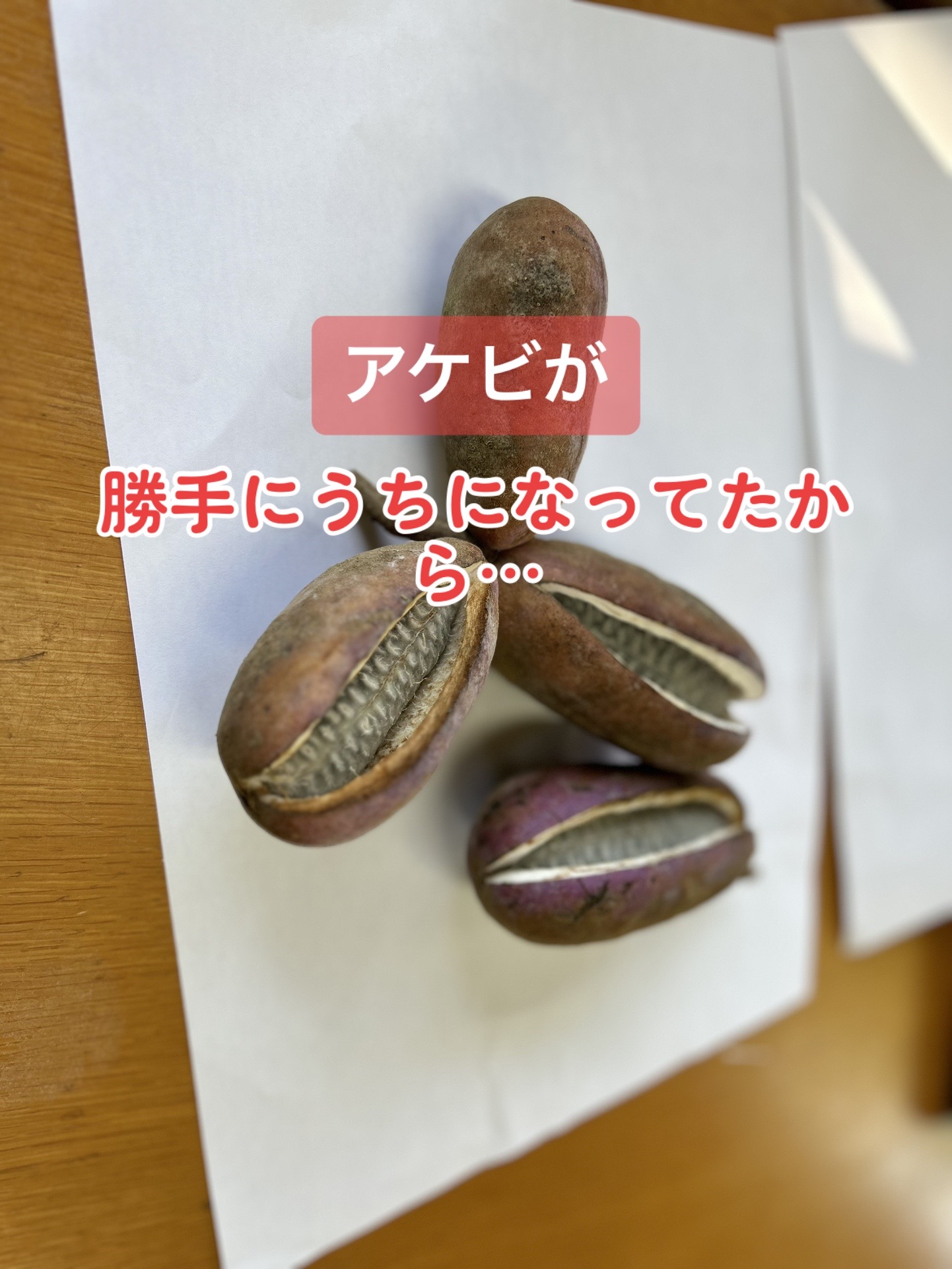 @動物オタクのキム