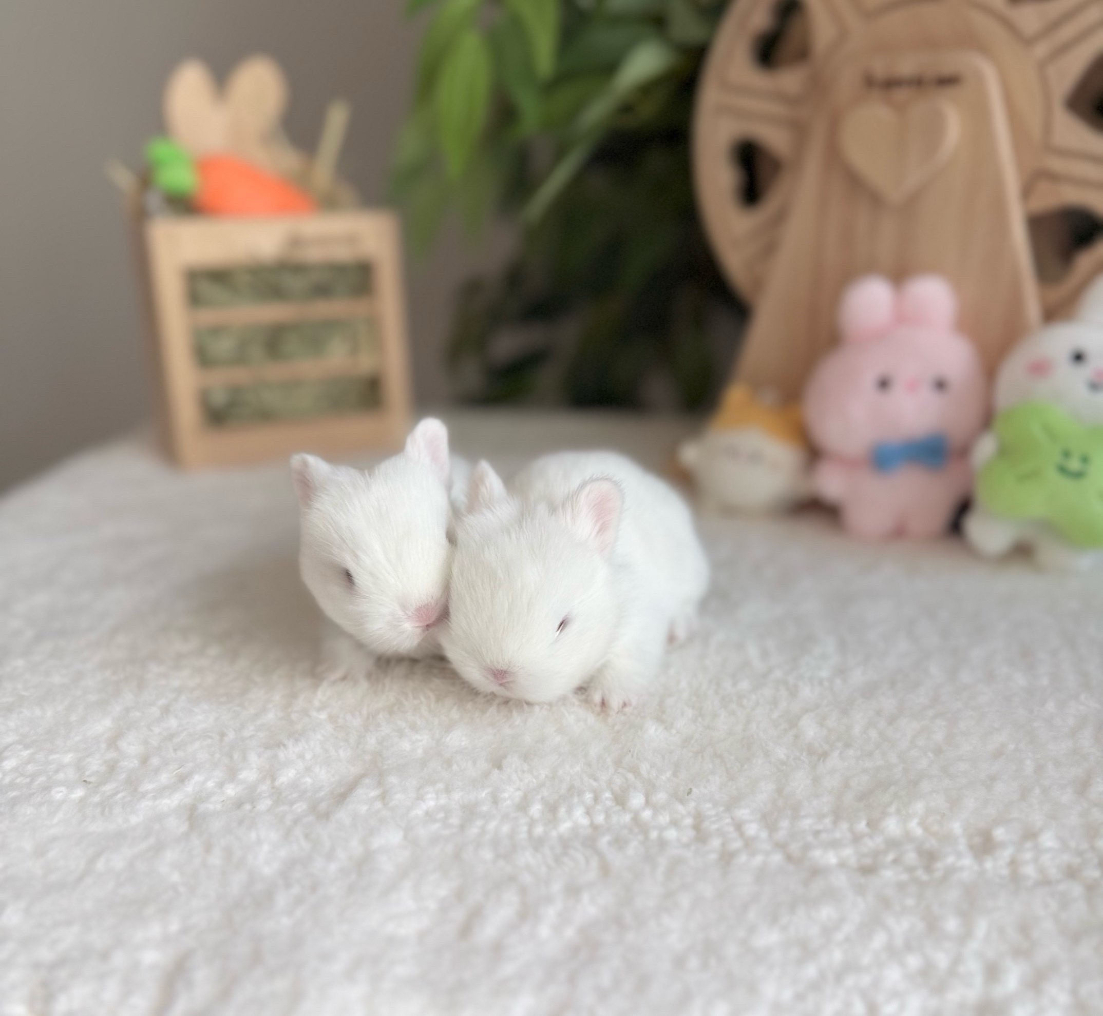 @Fluffy Bunny Orlando