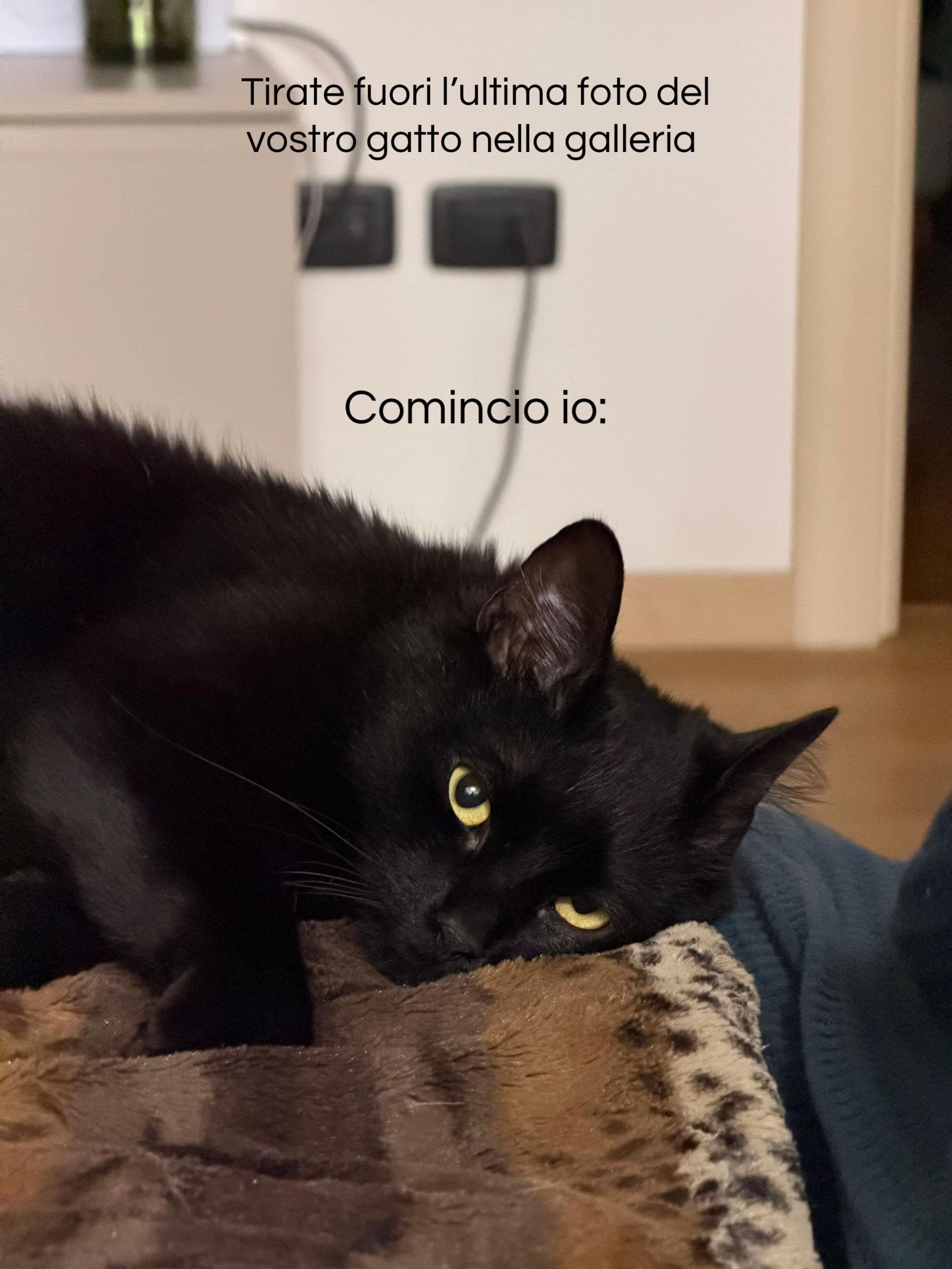 @Giada🐈⬛🖤