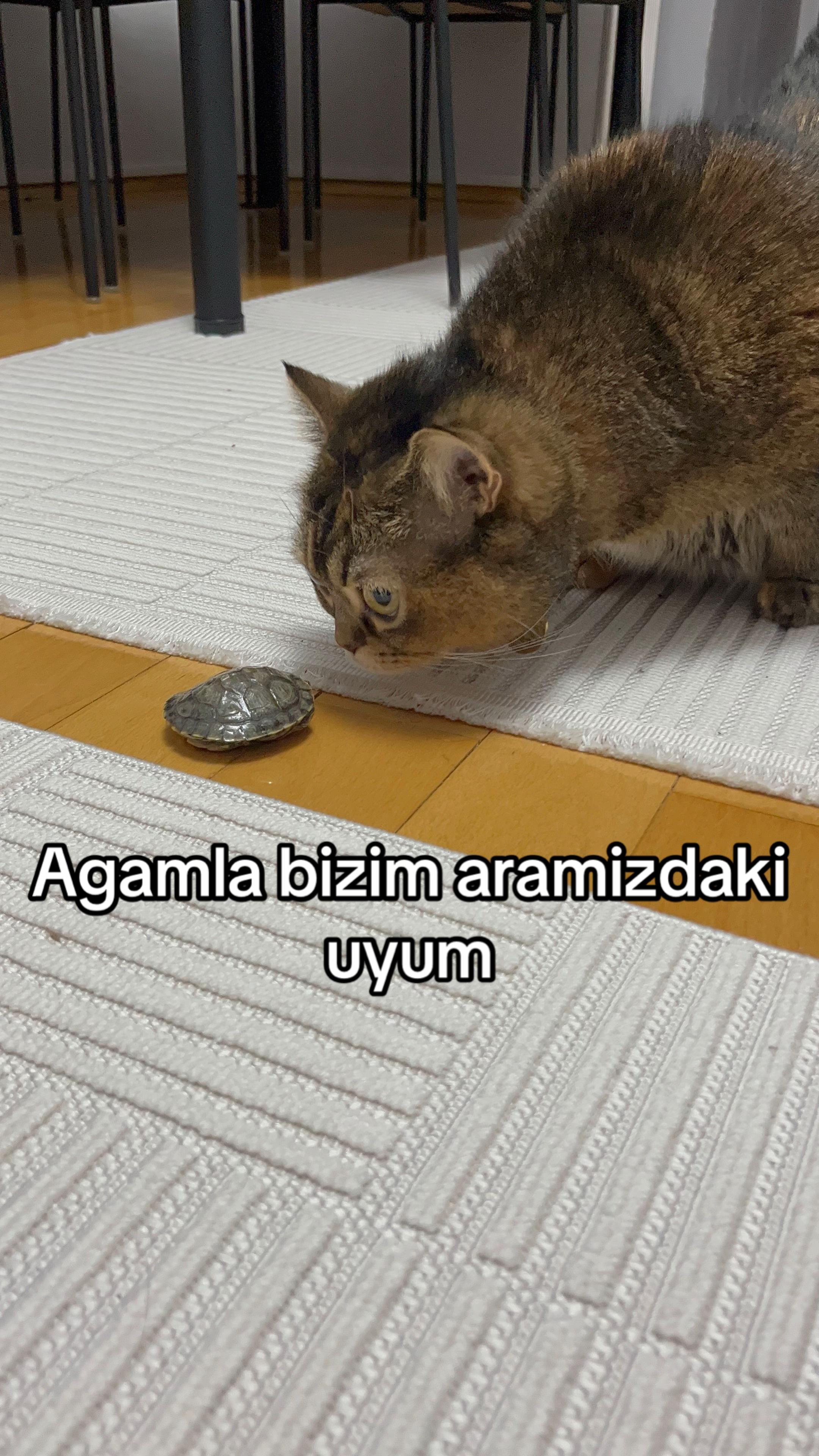 @user