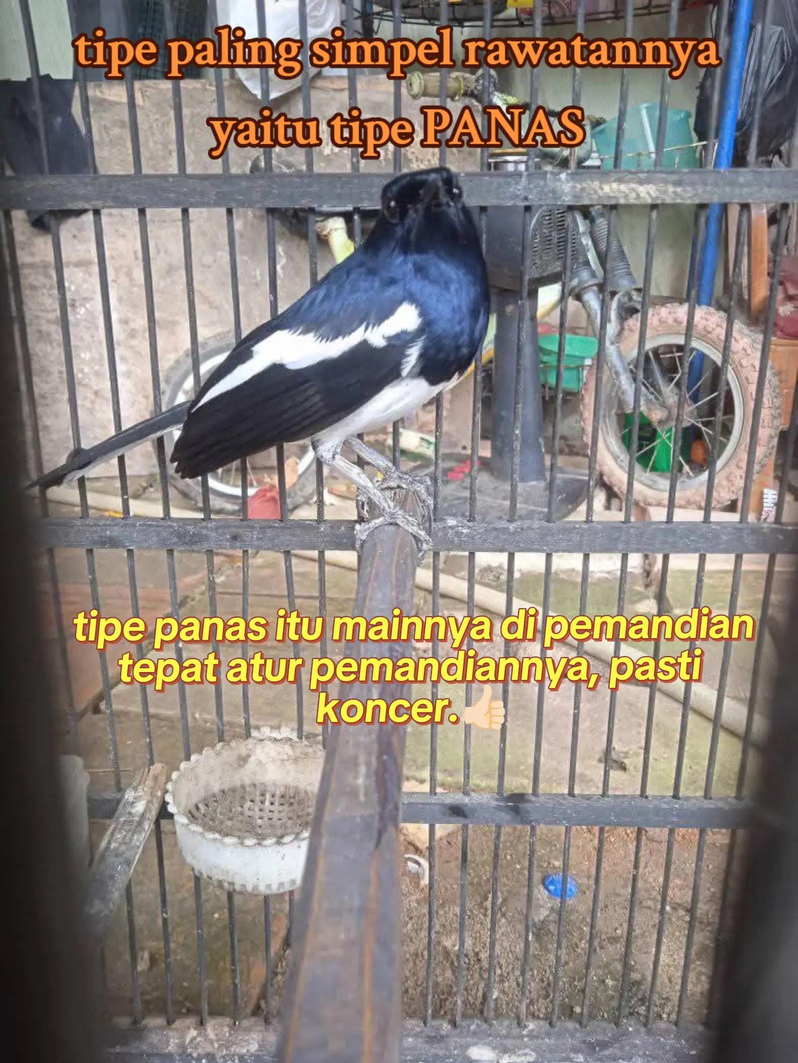 @dunia ternak
