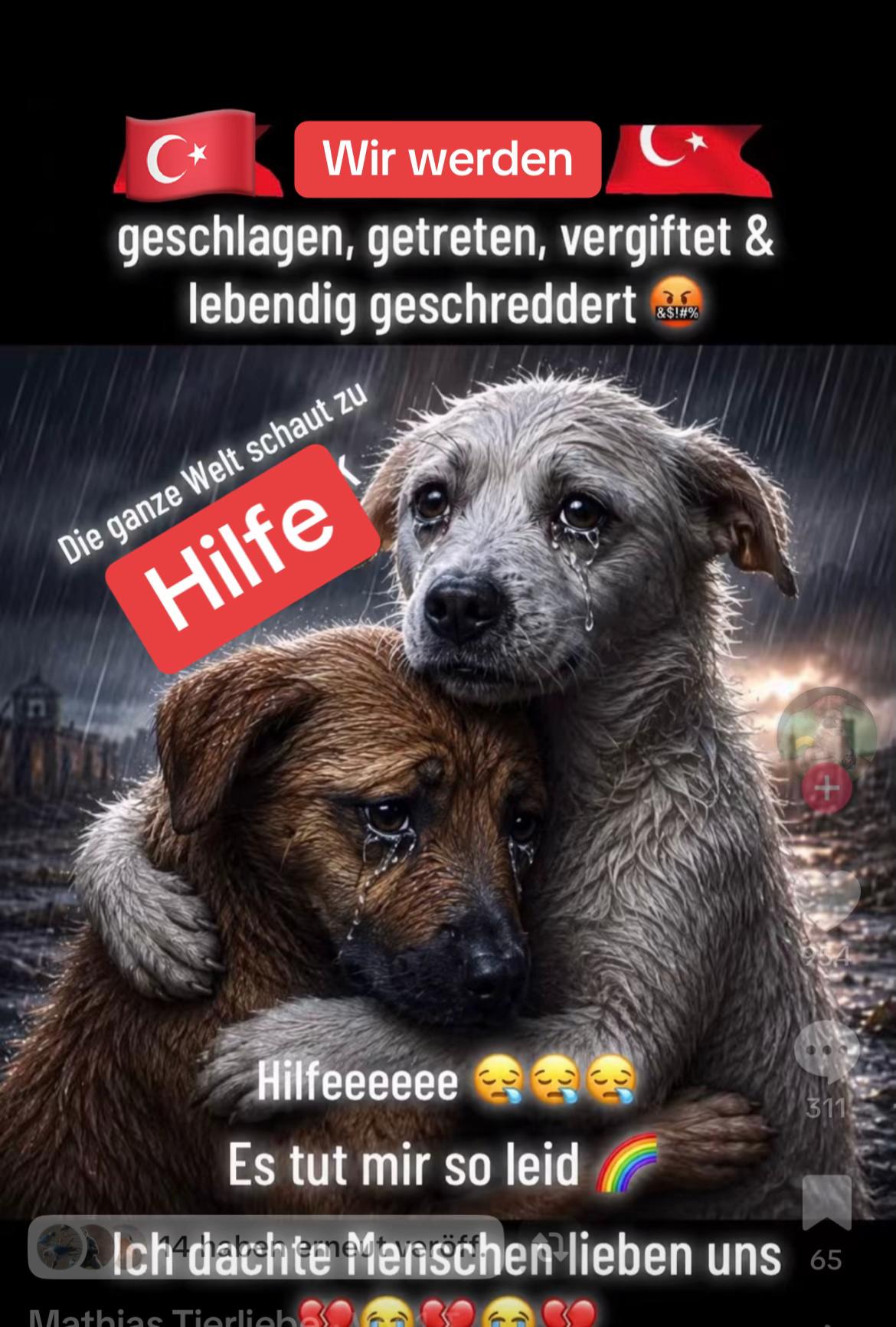 @Lua Team🐈🐕🦺Löwenherz❤️🦁
