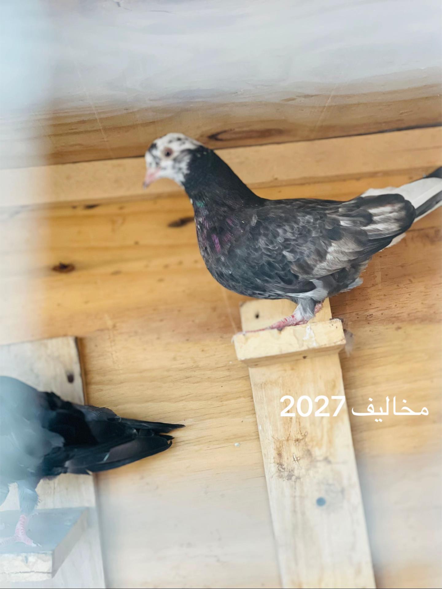 @عبسي