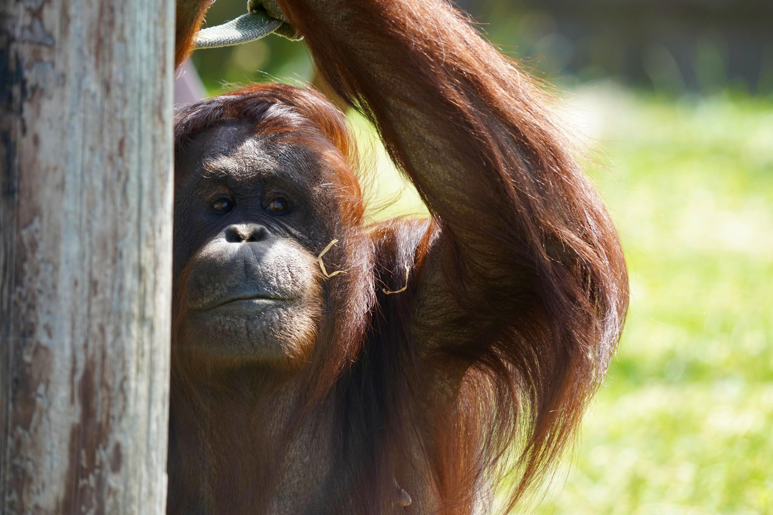 @Animals Travel Adventures