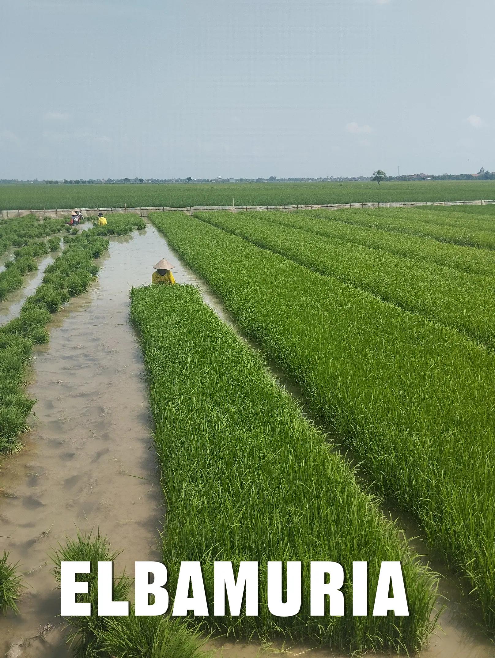 @elbamuria