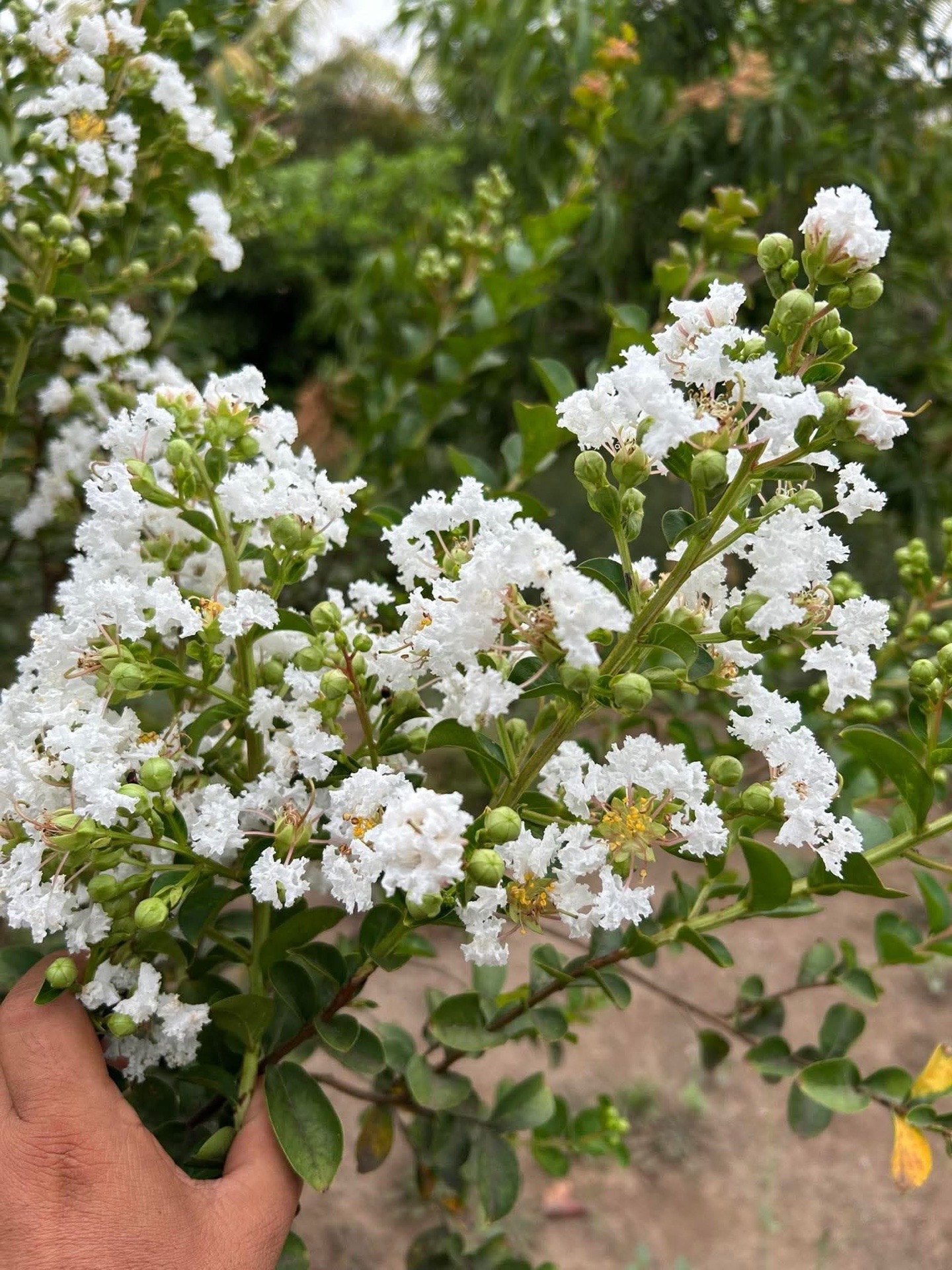 @Florecitas robadas🌼😁