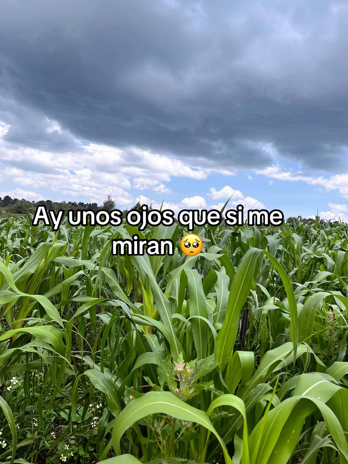 @☘️MEJ&Iacute;A ☘️T&Eacute;LLEZ ☘️ RODRIGO🤠