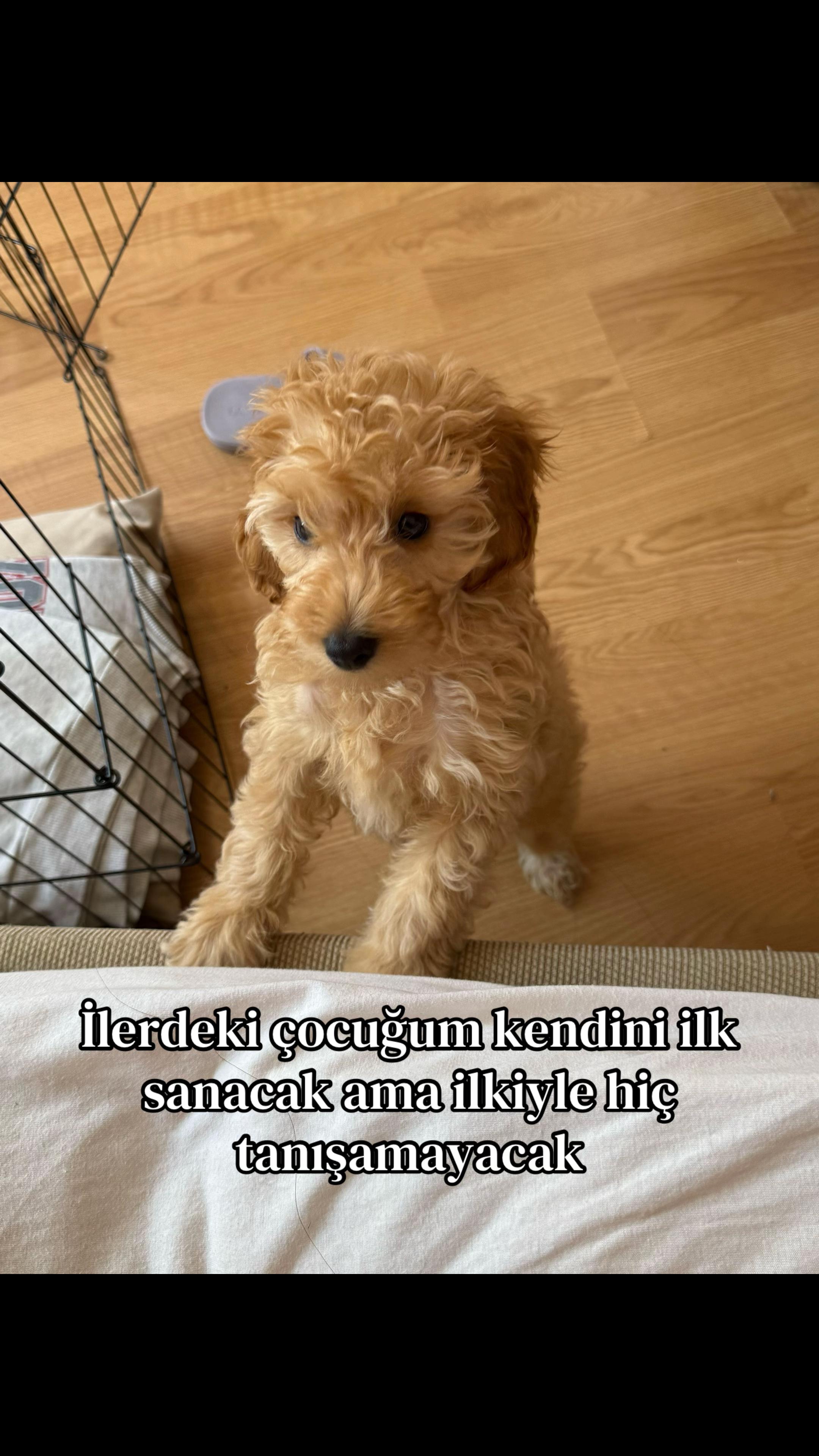 @𝐅𝐑𝐄𝐘𝐉𝐀