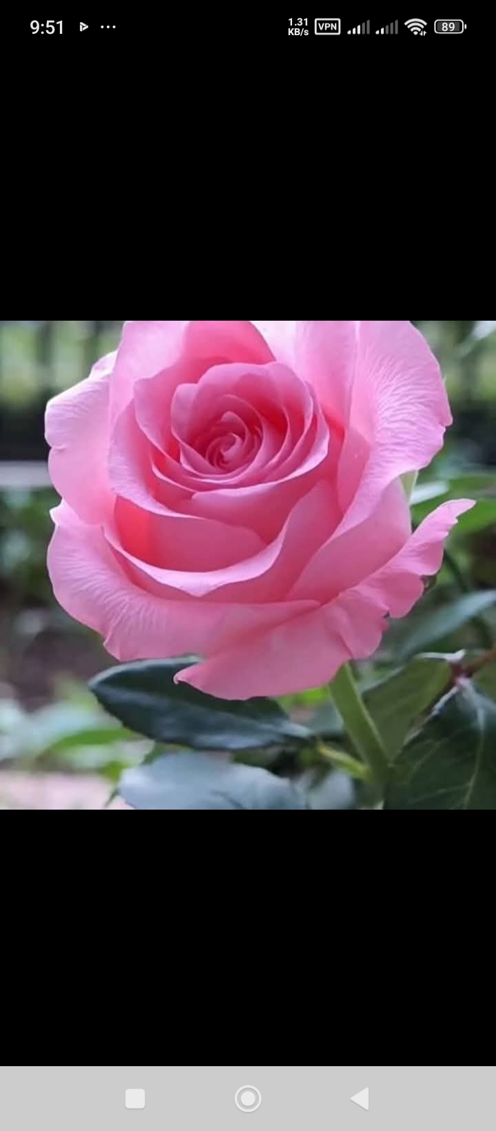 @🌸Lily🌸