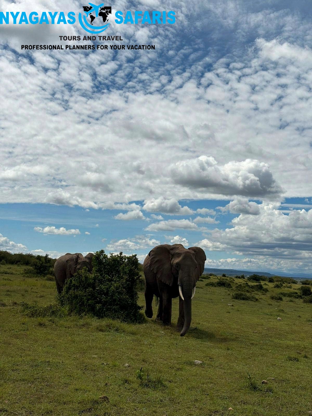 @Nyagayas Safaris 🤝