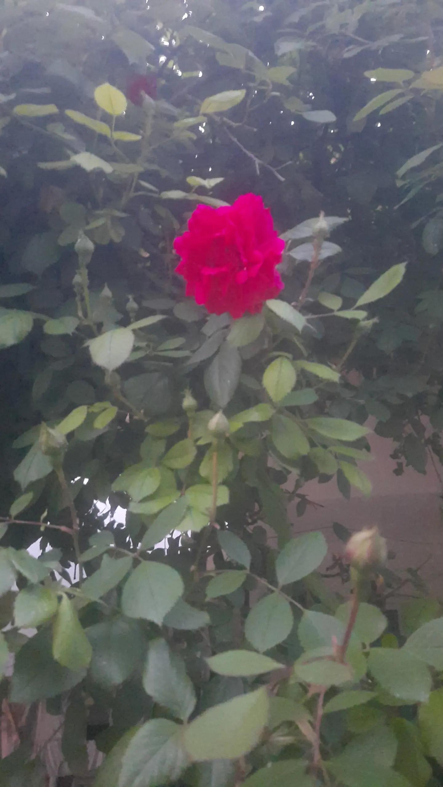 @sibel_ramoo_aski