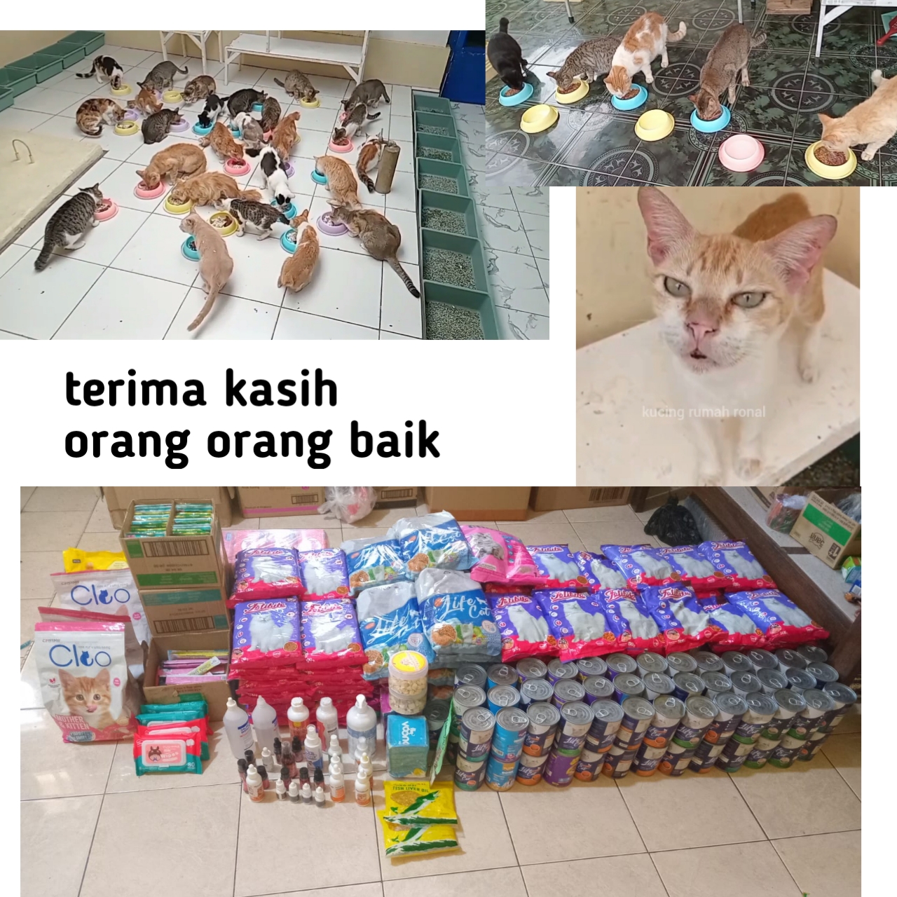 @Kucing Rumah Ronal