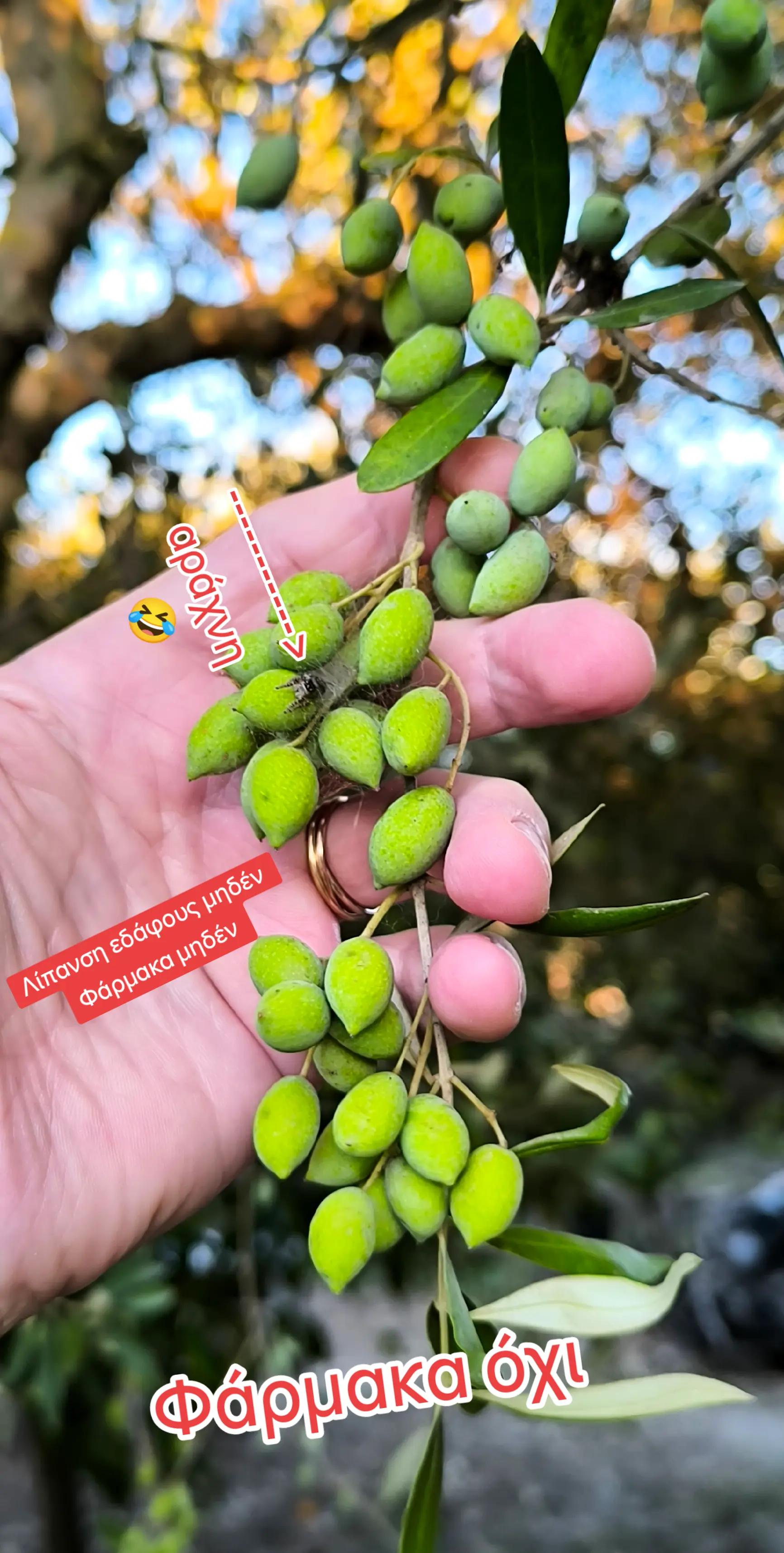 @Αγαλιανός Ιωάννης Γεωπόνος
