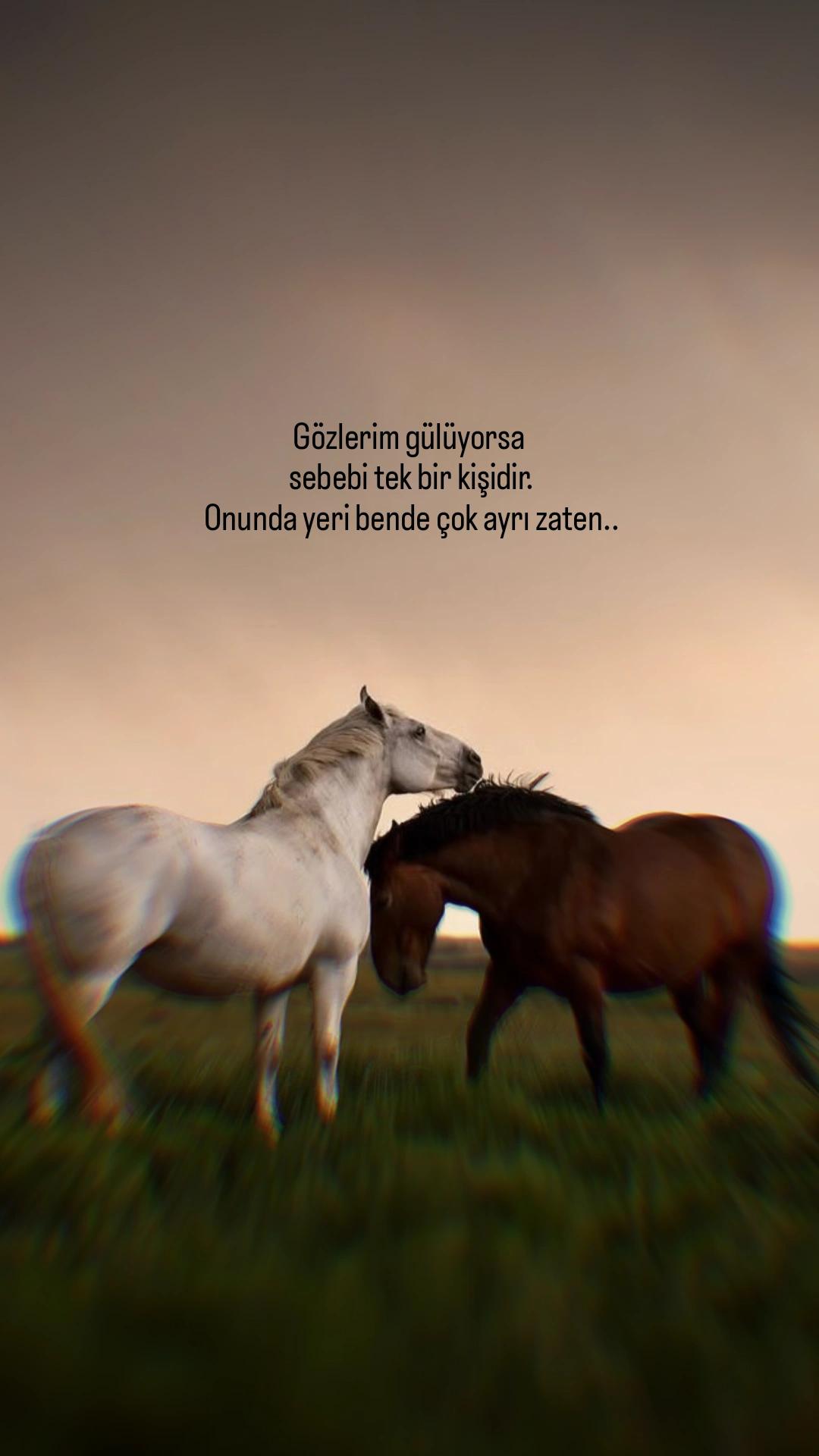 @1siyahsokak