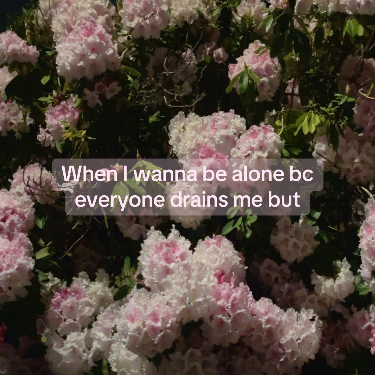 @Gemma ﾒ𝟶