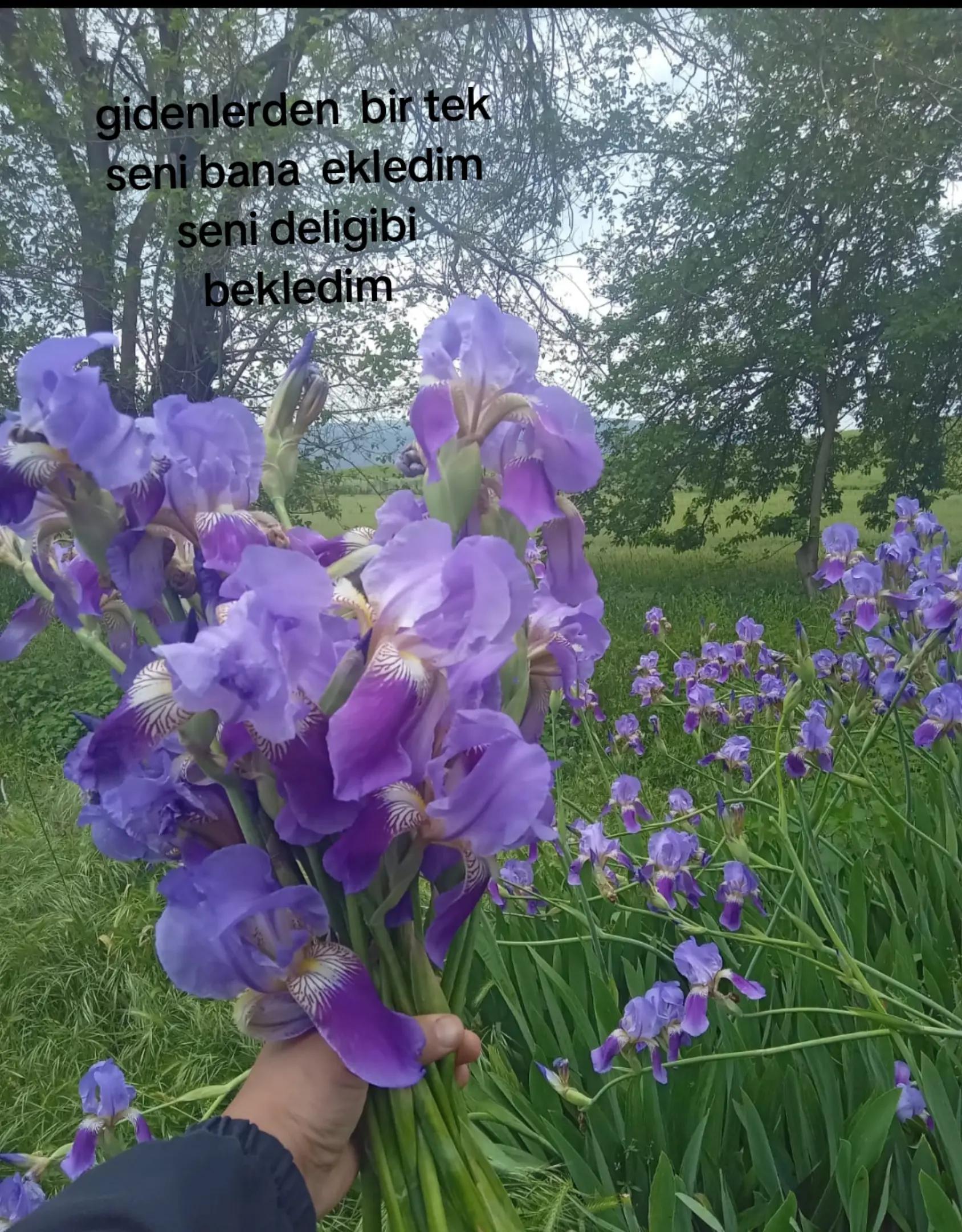 @elifsvml
