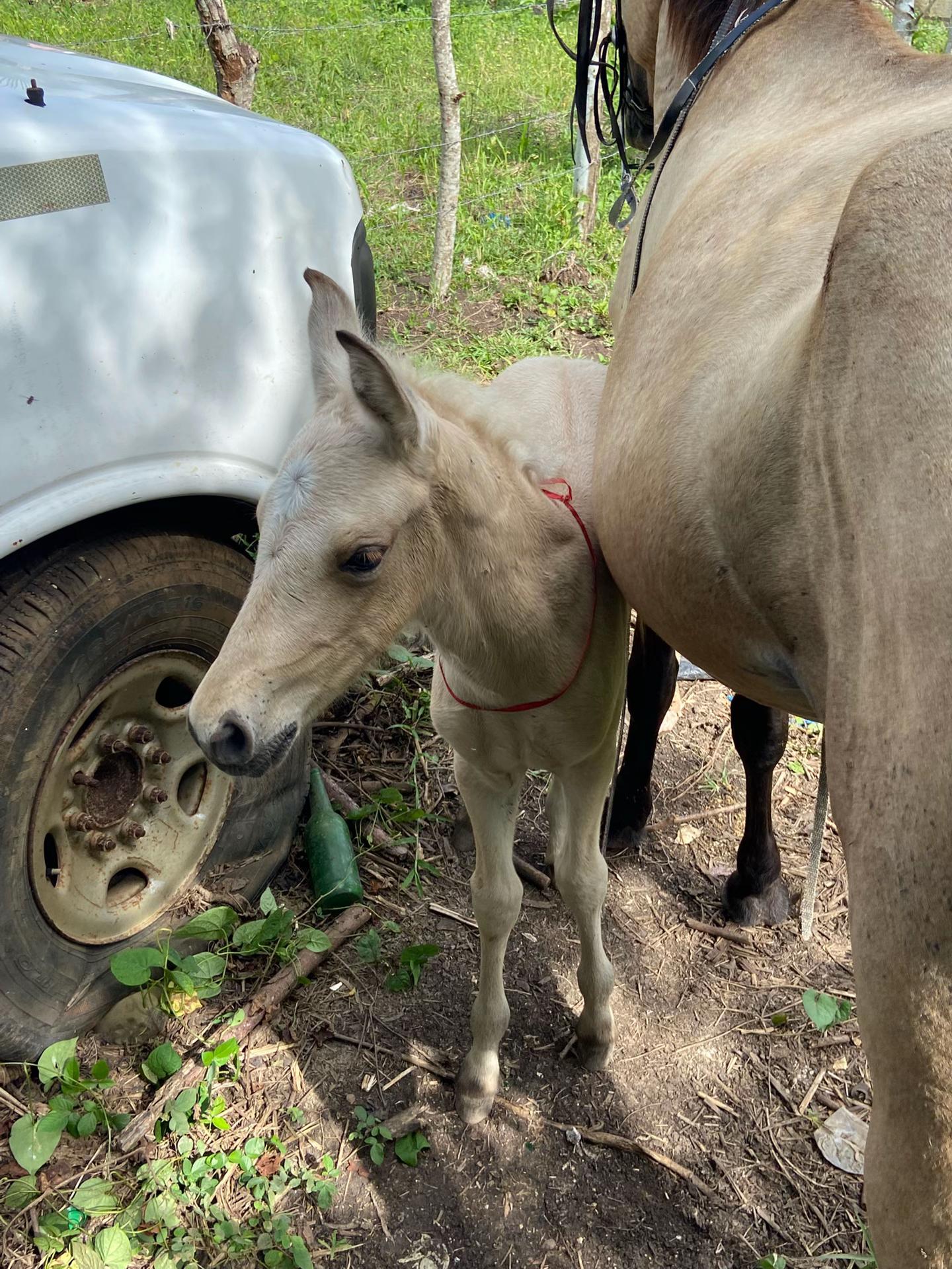 @El tal caballista ese 🤠
