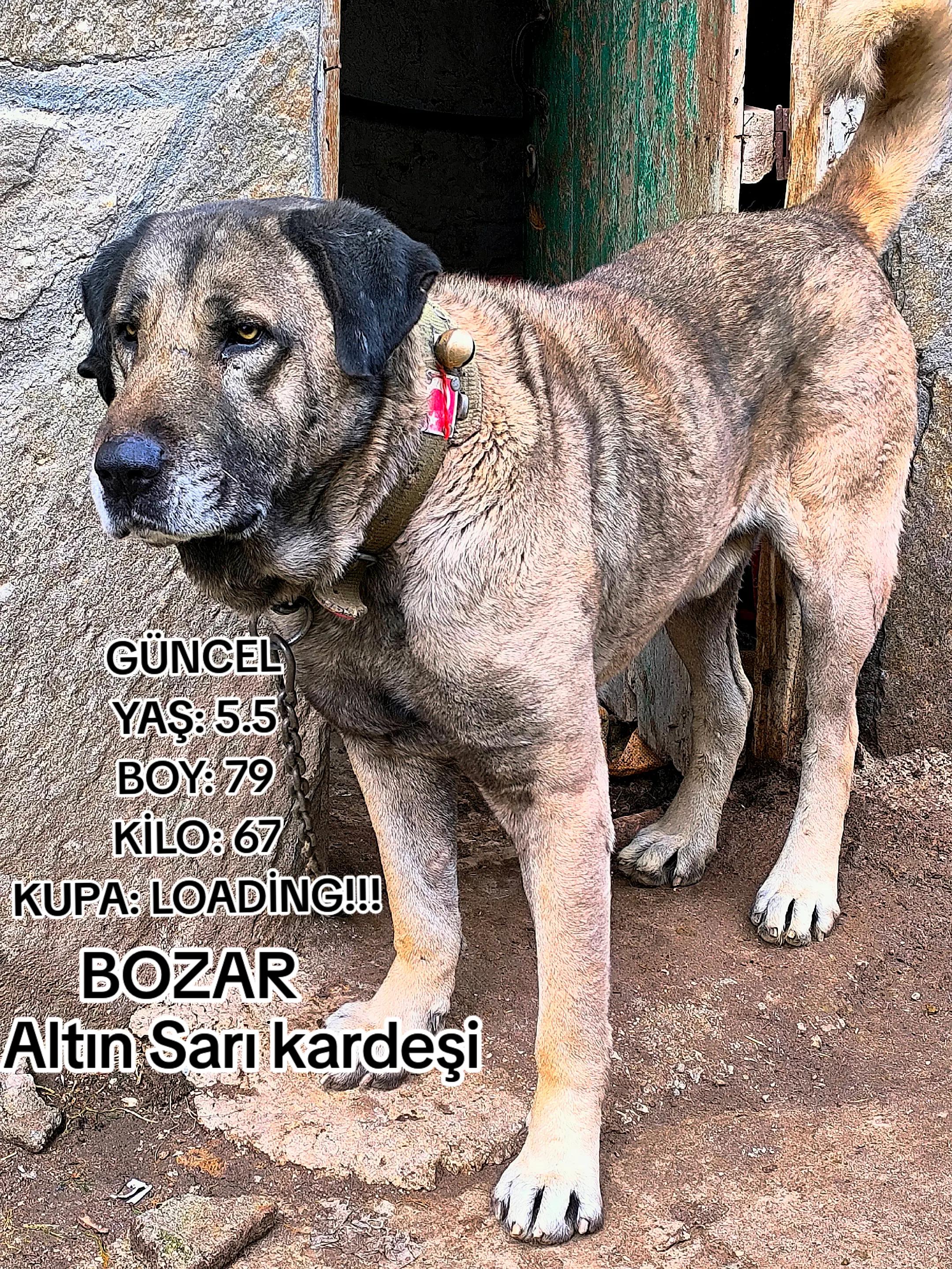@Çağrı Eskici