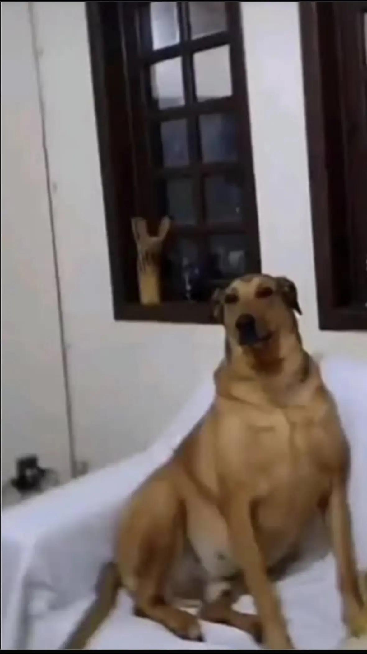 @SusyDog