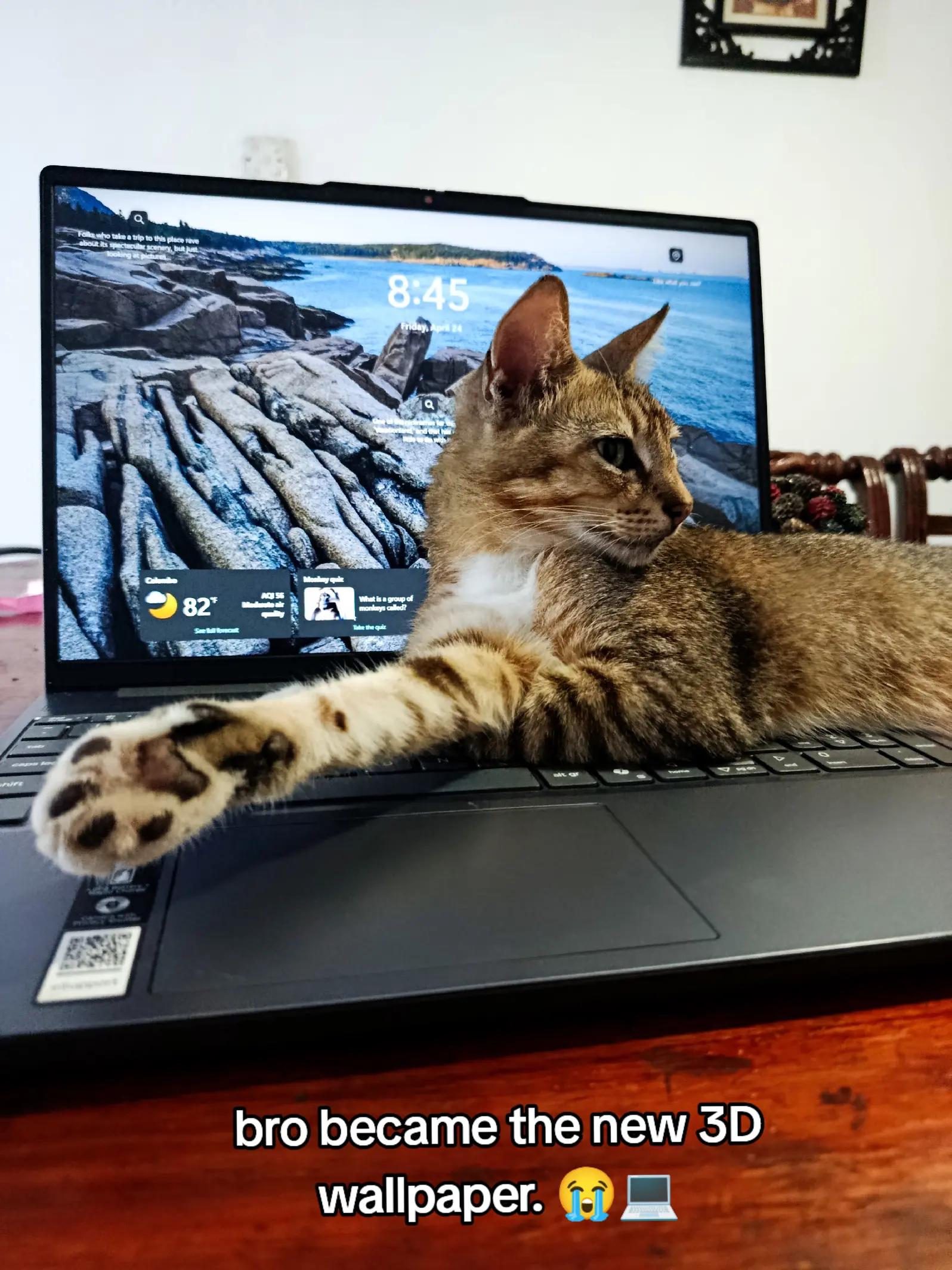 @DailyDoseOfKittyUK
