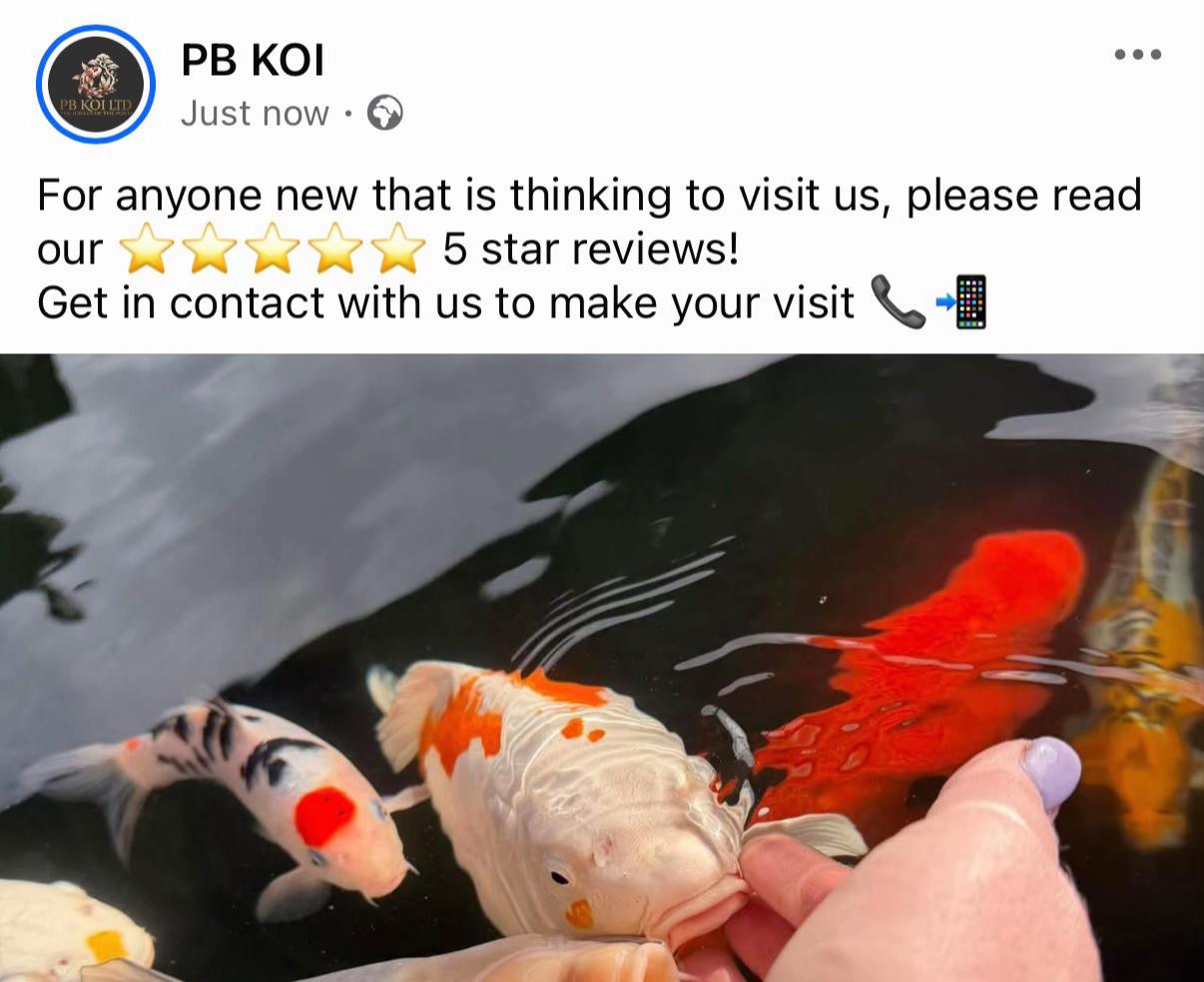 @PB KOI