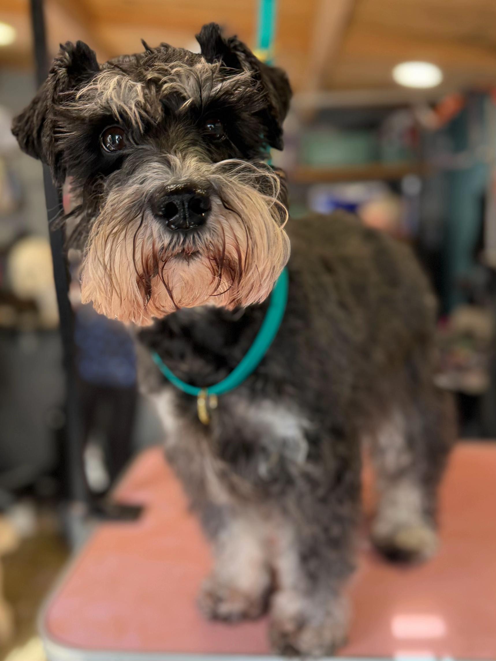 @hollyshoundsgrooming